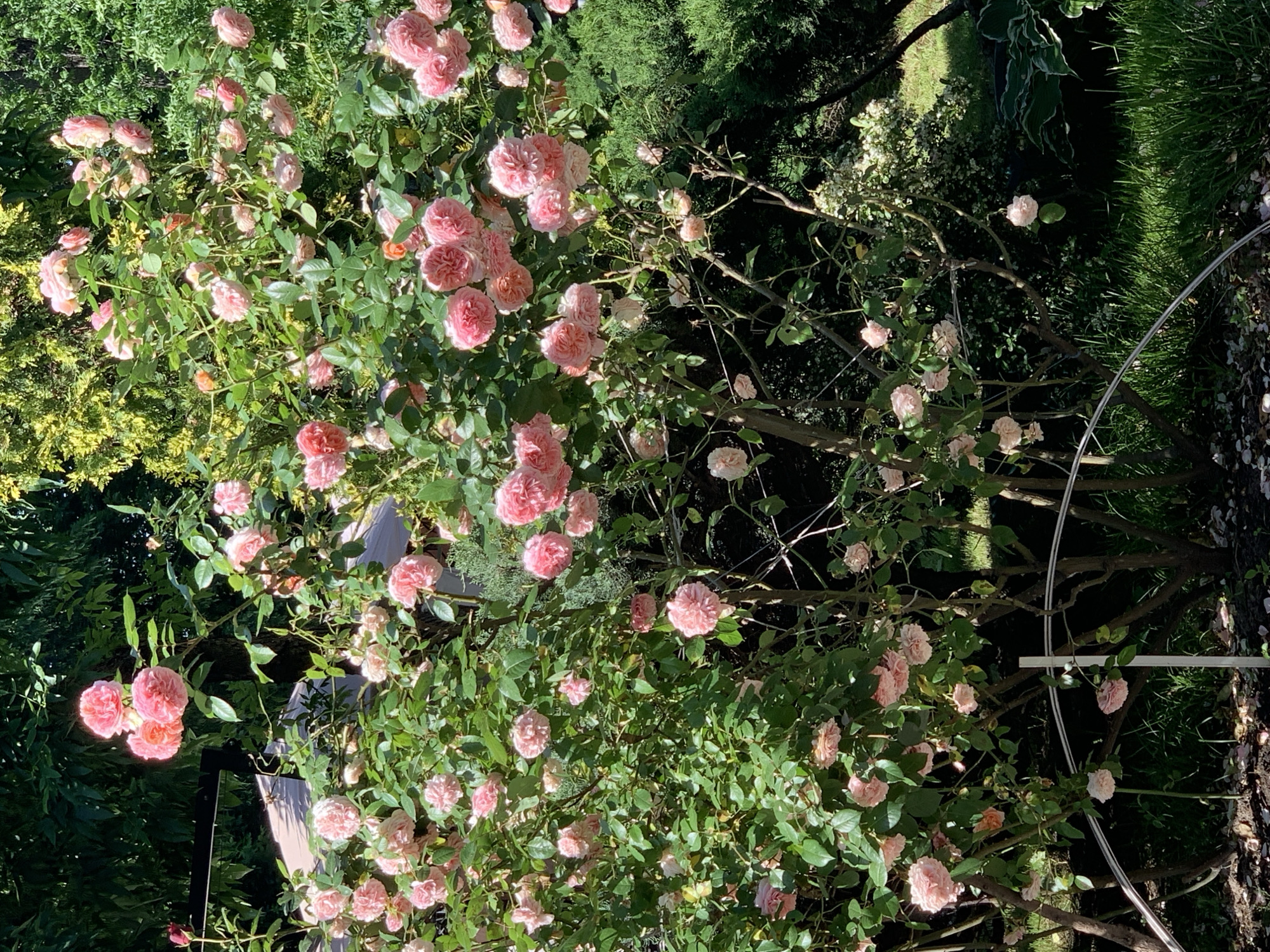 The image shows a garden with pink roses. The roses are in full bloom, with many petals and a soft pink color. The rose bushes are surrounded by green foliage. In the background, there is a mix of green trees and plants, suggesting a lush garden environment. An unidentified, curved metal object is also visible. The location appears to be a private garden.