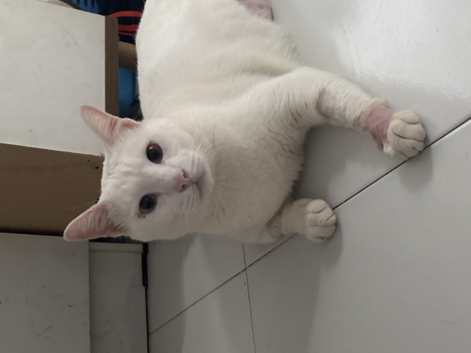This image captures a pristine white cat with striking amber-brown eyes and a pink nose, lying on its side on a white tiled floor. The cat's body is stretched out, and its head is turned directly towards the camera, conveying a calm and curious expression.
A notable detail is a distinct pink patch of skin visible on one of the cat's front paws, near the wrist, suggesting it might have been recently shaved, had fur thinned, or undergone a medical procedure. The cat's fur appears short and clean.
The setting is indoors, likely a home in North Jakarta, Indonesia, as indicated by the white tile flooring which is common in the region. In the background, to the left, a light-colored wooden or laminate structure is partially visible, possibly part of a cabinet or furniture. Behind this, hints of dark blue, red, and black objects can be seen, though their exact nature is unclear. The lighting is soft and even, suggesting ambient indoor illumination. No visible text is present in the image.