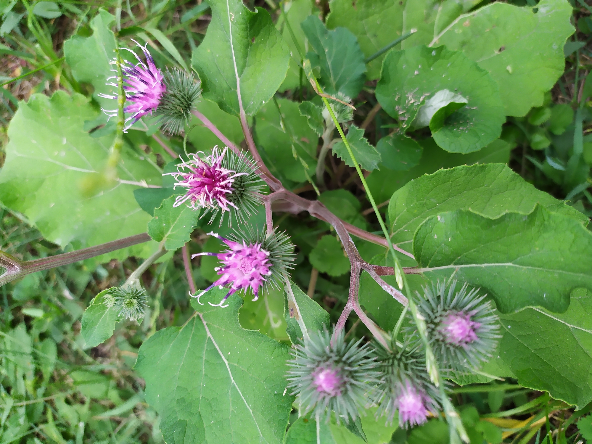 A close-up, eye-level shot captures a cluster of thistle-like purple flowers with green, spiky bracts against a backdrop of large, green leaves and blurred green foliage. The flowers exhibit a spiky texture with delicate pink and white petals extending outwards. The scene is set outdoors, with the flowers and leaves appearing natural and uncultivated, suggesting a natural environment. The image does not depict any people or human activity. The overall impression is one of wild flora in a verdant setting.