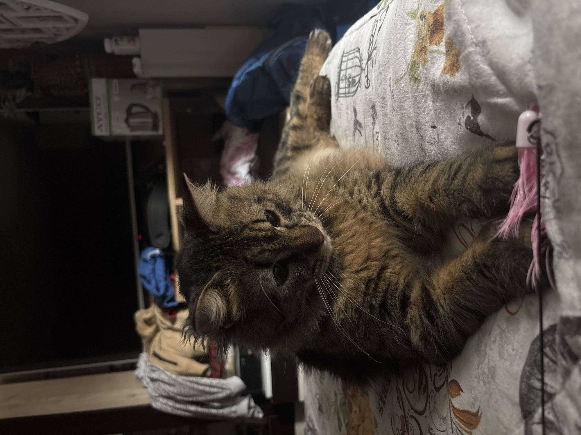 A medium-sized brown tabby cat is lying on its side on a patterned bedspread. The cat is reaching towards a pink cat toy. Behind the bed, a shelf or cabinet is visible, containing a white box with green accents that reads "AYCO," and various items of clothing. The photograph appears to have been taken indoors. There is no information in the image indicating the location of Sofia, Bulgaria.