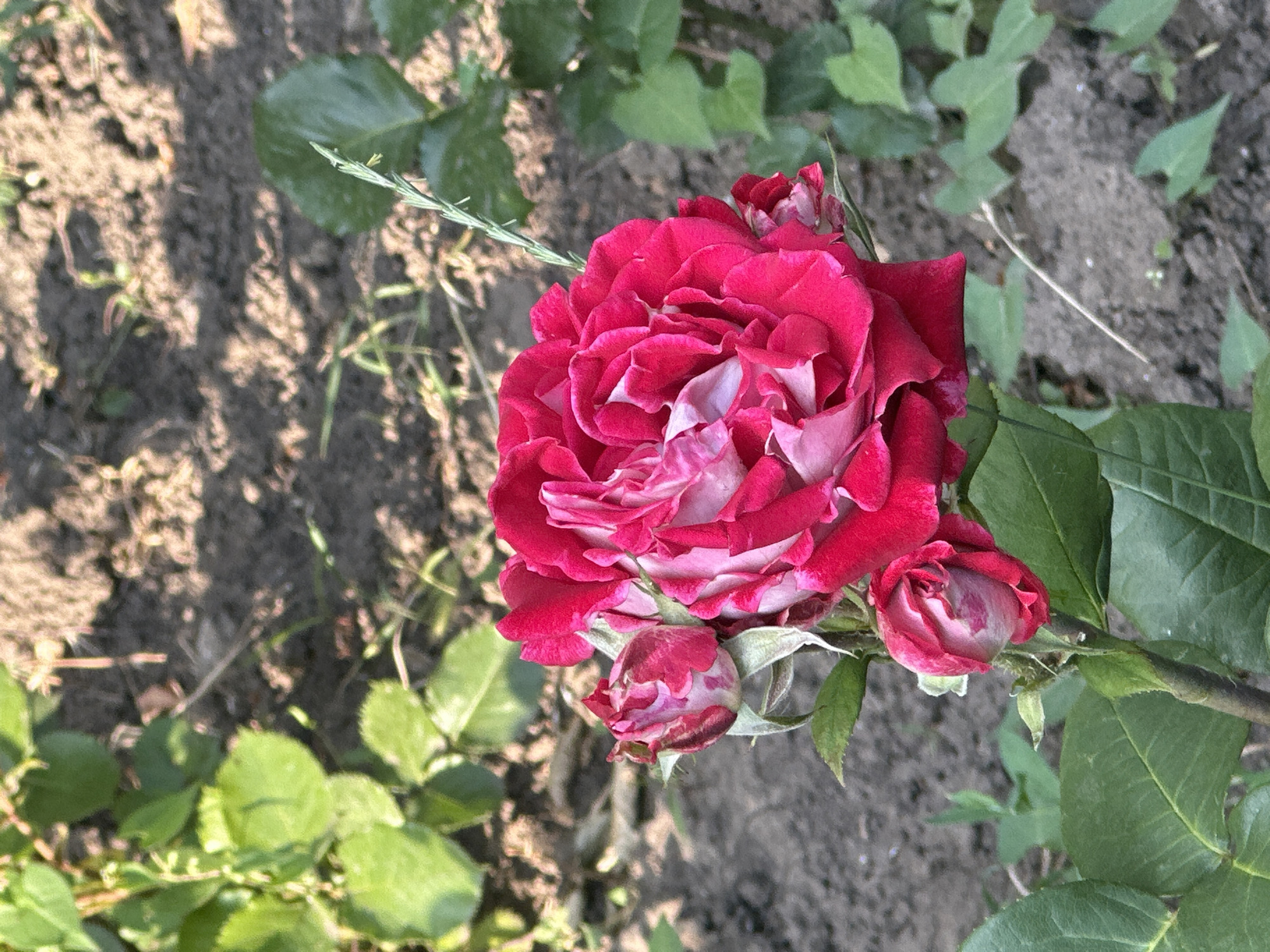 A close-up, vertical shot captures a cluster of pink and red roses in a garden. The main rose, fully bloomed, displays a rich fuchsia color with lighter pink and white accents in its petals. Three rosebuds, tinged with pink and white, are nestled around the main flower. The roses are set against a backdrop of dark soil, dappled with sunlight and shadows. Green leaves and stems are visible throughout the frame, framing the floral subjects. The scene appears to be outdoors in a natural or cultivated garden setting, with no visible people or structures.