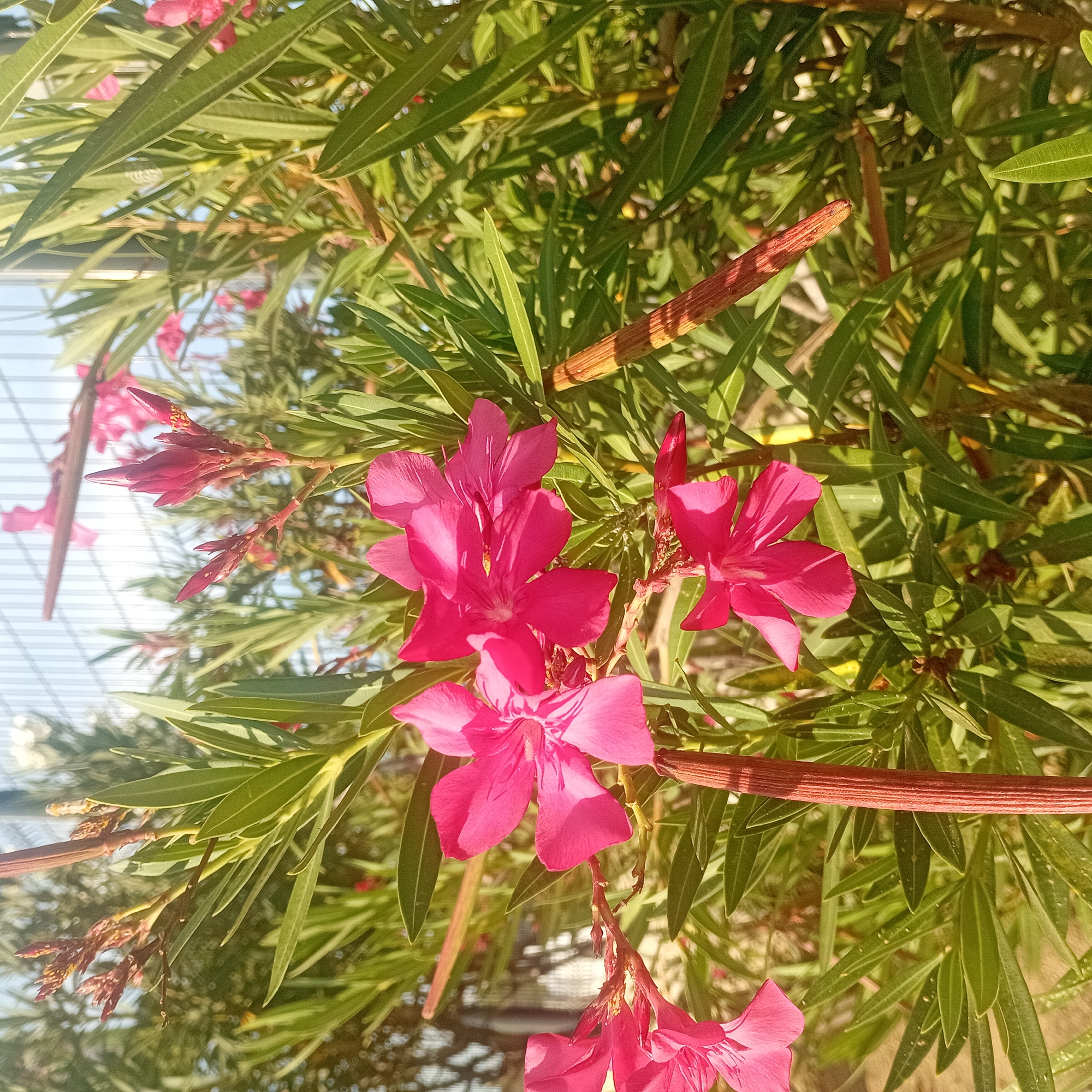The image shows a close-up of bright pink Oleander flowers in full bloom, surrounded by lush green, lance-shaped leaves. A seed pod is also visible among the foliage. The setting appears to be outdoors under bright sunlight, potentially in a garden or public space, based on the natural elements present. The specific city or location is unknown.