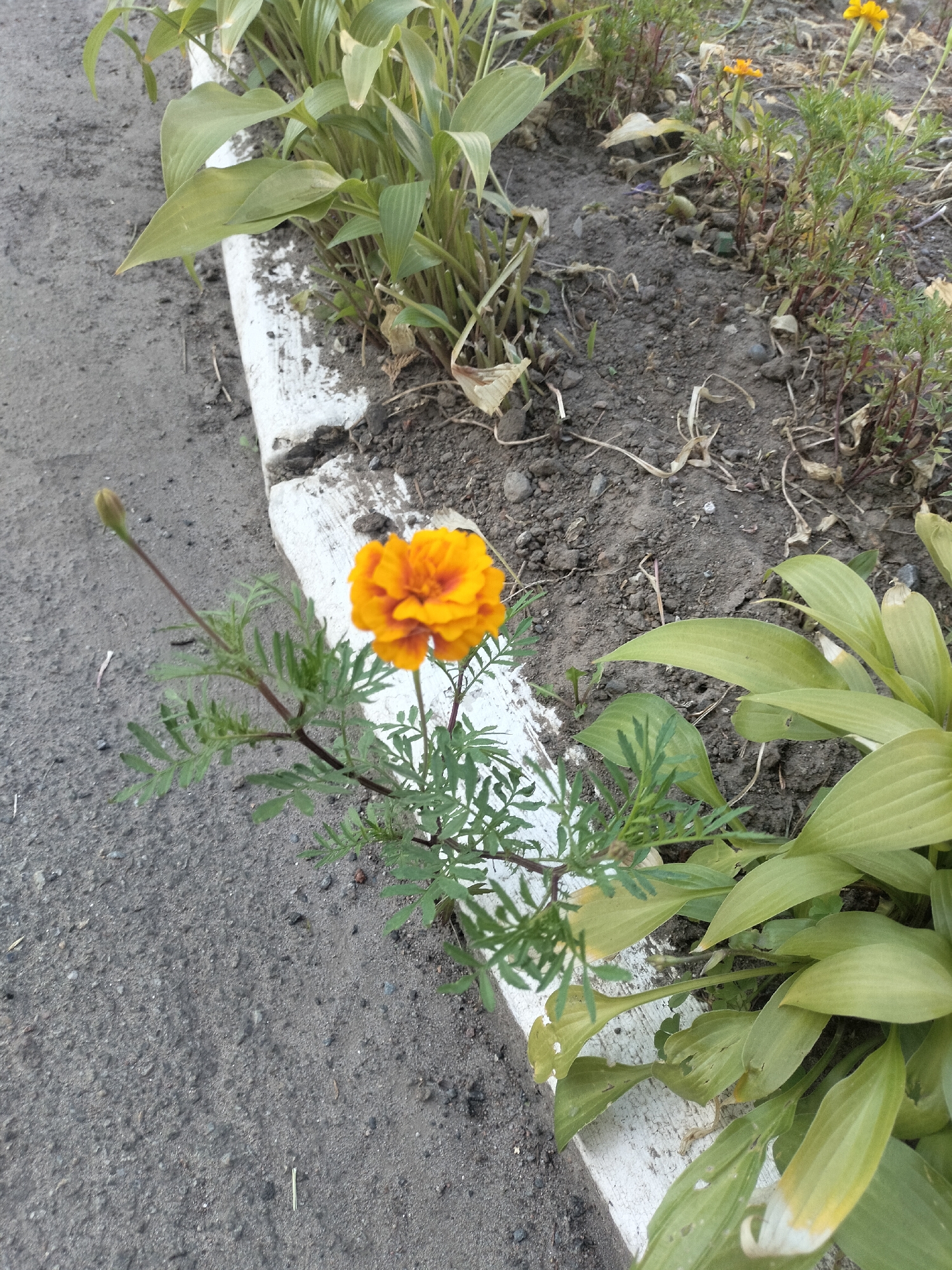 A single orange marigold flower blooms beside a white concrete curb, its petals slightly ruffled. To its left, a green marigold bud is visible on a slender stem. The flower is situated in a patch of dark soil with scattered dried leaves and small stones. Beyond the marigold, a cluster of broad, light green leaves, likely hostas, emerges from the soil. A grey asphalt surface with small pebbles lines the left side of the frame, adjacent to the curb. In the background, more plants with reddish stems and small yellow flowers are visible. The scene appears to be an outdoor urban setting, possibly a flowerbed along a sidewalk or street in Chernihiv, Ukraine.