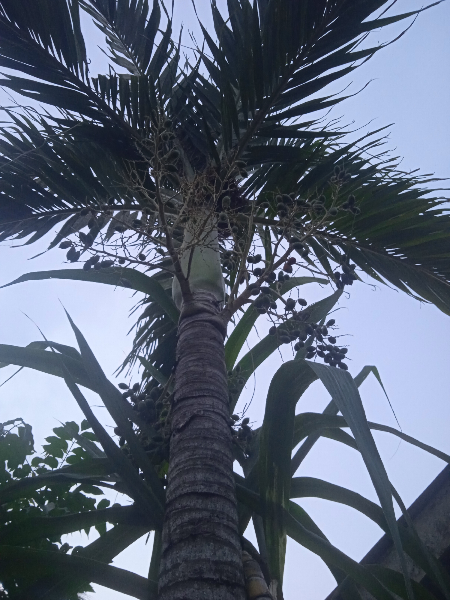 The image depicts a low-angle shot of a palm tree with dark green fronds and clusters of small, dark fruits against a pale blue sky. The trunk of the palm tree is rough and segmented. In the background, other foliage is visible, including what appears to be sugarcane stalks. The scene is outdoors, likely in a tropical or subtropical environment. The lighting suggests it might be early morning or late afternoon. The image does not contain any people or specific actions. The location is identified as Meunasahblang, Indonesia.