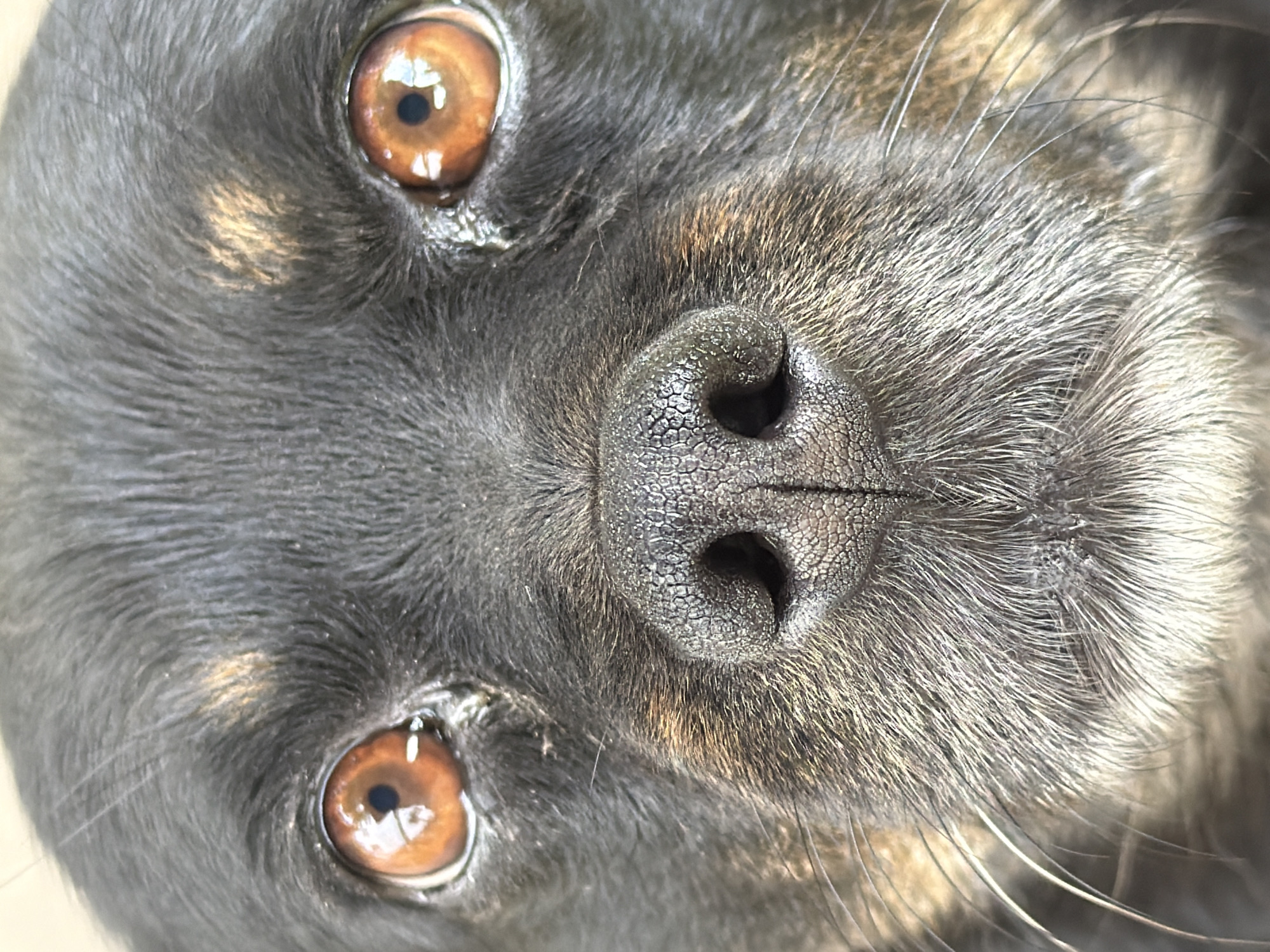 This is a close-up, head-on, eye-level shot of a dog's face. The dog has dark fur with some tan markings around its eyes and on its cheeks. Its eyes are a warm amber color and appear moist. The dog's nose is black, wet, and textured with a network of small bumps. Long, white whiskers extend from its muzzle. The lighting suggests it might be indoors or in a shaded outdoor area. There is no discernible environmental information or any indication of the location being Kozova, Ukraine.