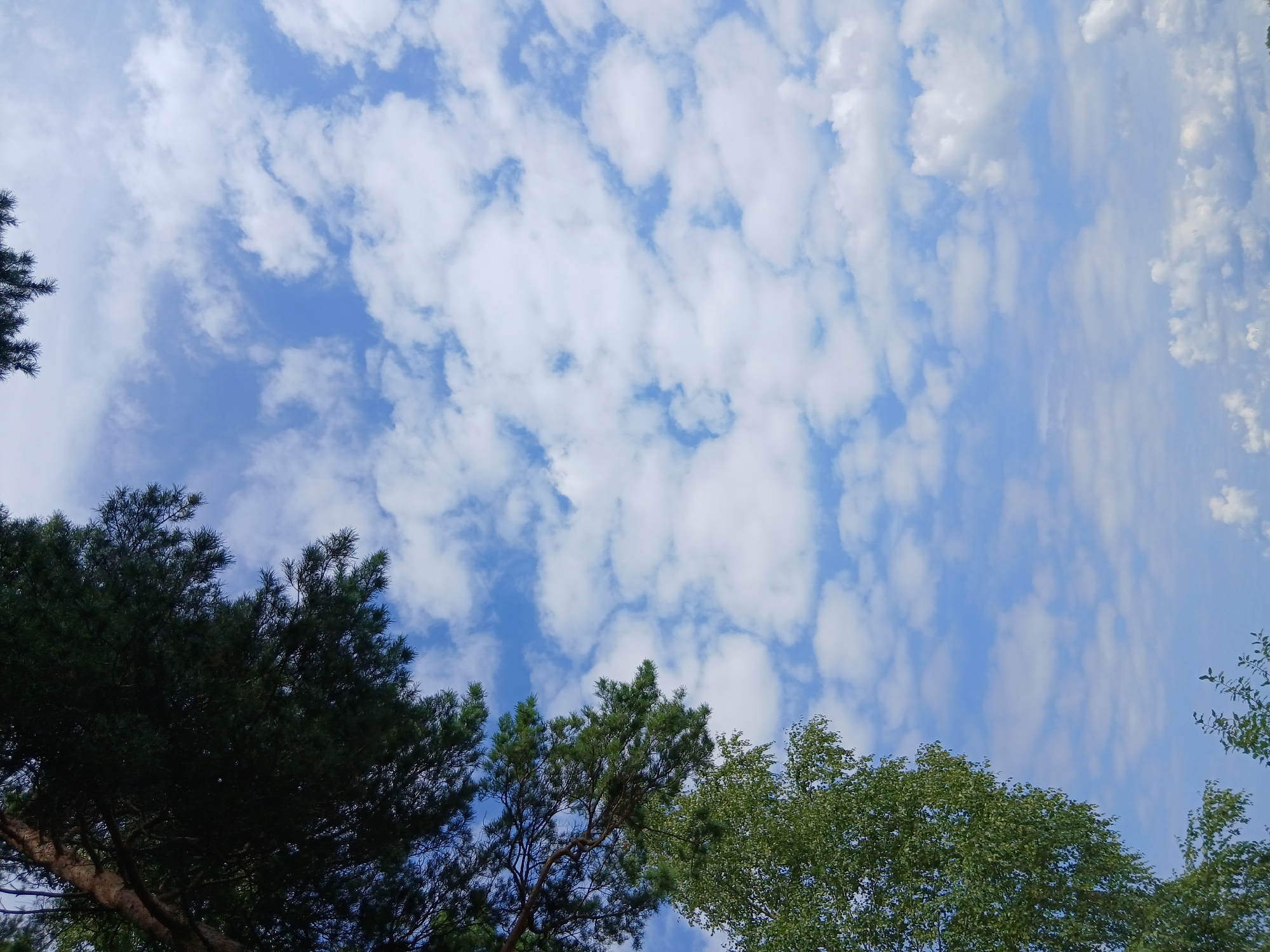 The image is a vertical shot of a blue sky filled with scattered white cumulus clouds. On the left side of the frame, the dark green branches of a conifer tree fill the top portion, and the lighter green leaves of a deciduous tree extend from the middle down to the bottom. The lighting suggests it is daytime, possibly late morning or early afternoon, with the sun illuminating the clouds. The scene appears to be outdoors, with no man-made structures or individuals visible.