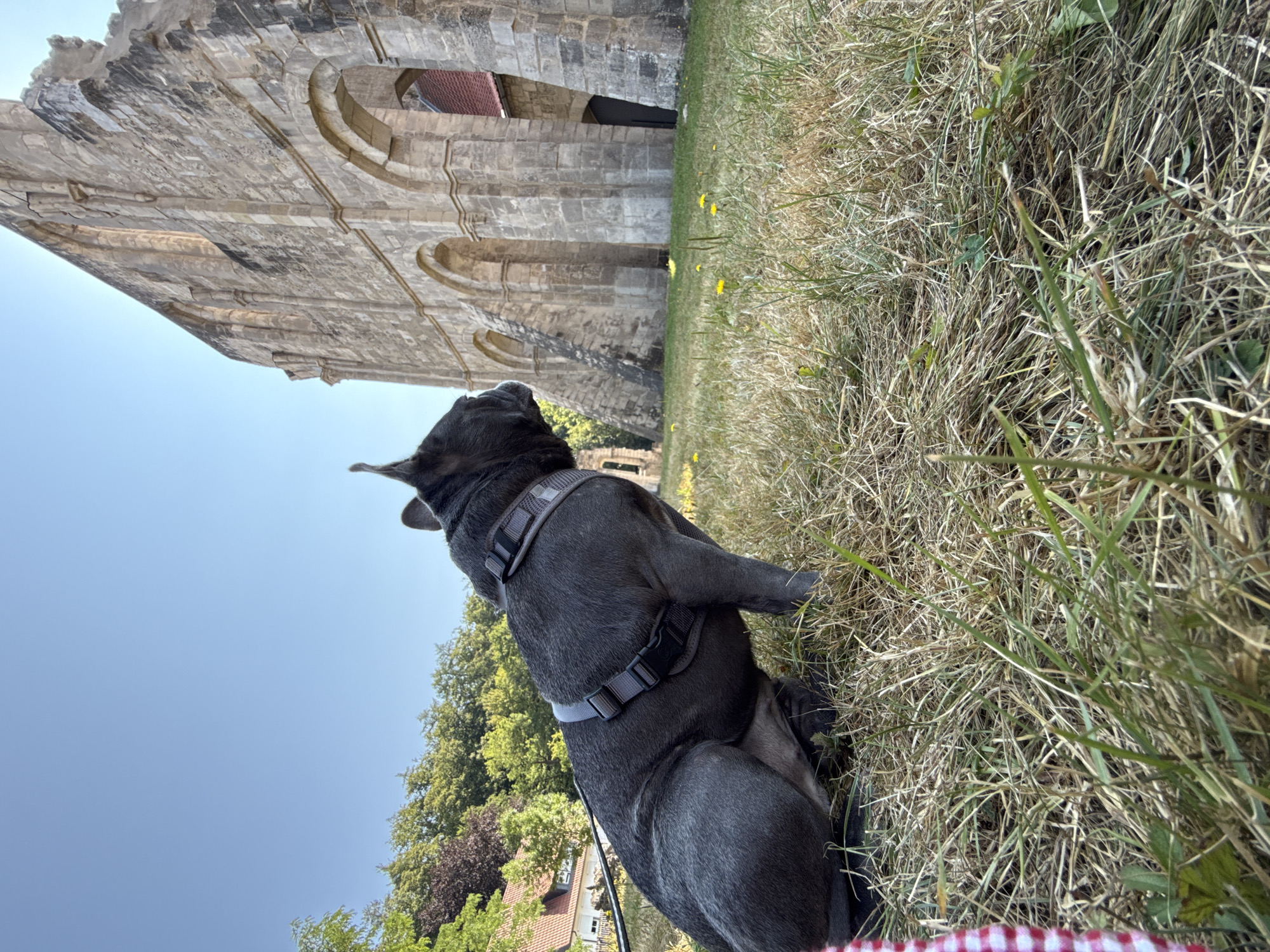 A dark gray French bulldog wearing a gray harness sits facing left in dry grass in front of the ruins of the former Walkenried Abbey in Walkenried, Germany. The dog's head is turned to the right, looking towards the stone ruins. The ruins, made of large, weathered stone blocks, feature arched openings. In the background, green trees and a building with a red roof are visible. The sky is clear and blue. The foreground is dominated by dry, patchy grass with scattered yellow wildflowers. The image is captured from a low angle.