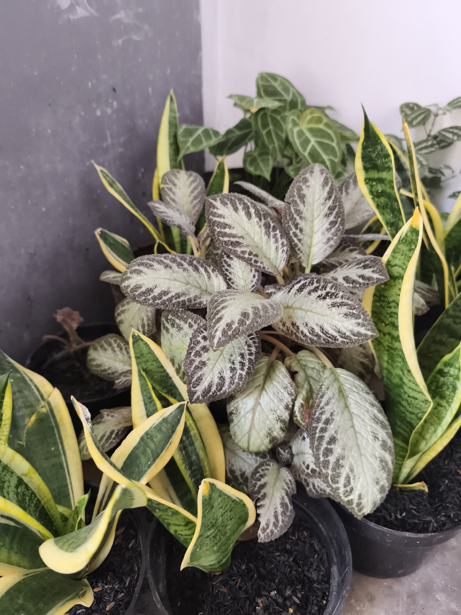 The image depicts a collection of potted plants, primarily Snake Plants (Sansevieria trifasciata 'Laurentii') with their distinctive green and yellow striped leaves, and at least one Episcia plant with textured, greyish-green leaves. The plants are arranged in black plastic pots filled with dark potting soil. The background consists of a textured grey wall on the left and a plain white wall on the right, suggesting an indoor or sheltered outdoor setting. The lighting is neutral, highlighting the details of the foliage. There are no people or animals visible in the image. The scene appears to be in an urban setting, potentially a home or garden center, but there are no specific landmarks or features that definitively place it in Yogyakarta, Indonesia.