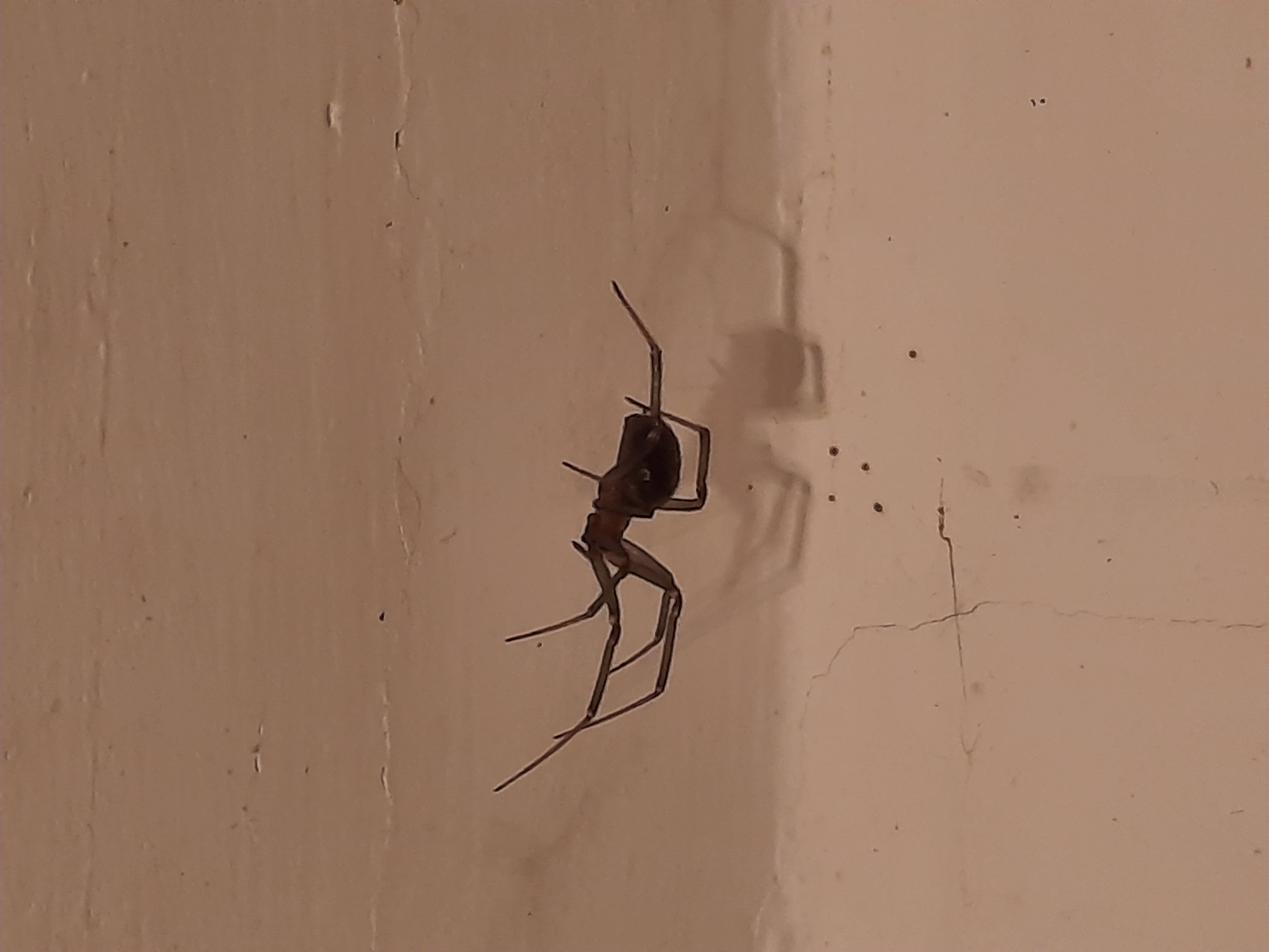 A spider is on a light-colored wall. The wall has a slightly textured surface and some small dark spots or imperfections. A shadow of the spider is visible on the wall. The location is unknown.