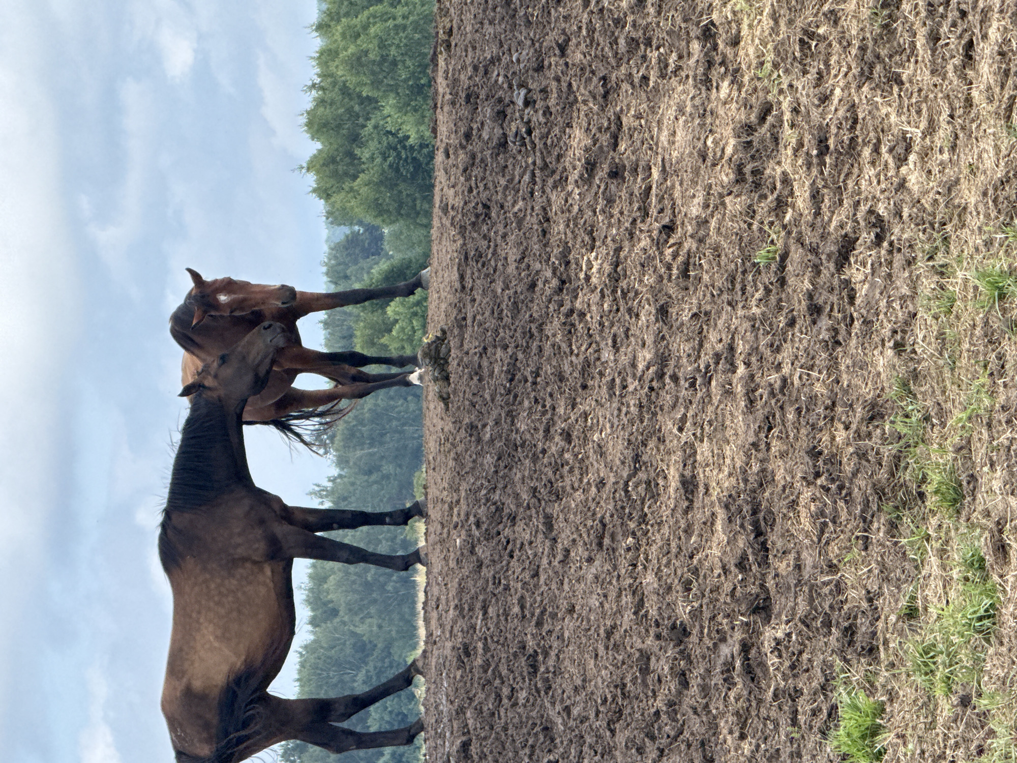 This is a vertical, medium-angle, eye-level shot of two horses interacting in a field. The horse in the foreground is dark brown, with its head lowered and its body facing left. Its tail is long and dark, and its mane is also dark. The second horse, to the left and behind the first, is lighter brown and appears to be reaching its head towards the first horse. The ground is muddy and appears to be a field, with some sparse green grass visible at the bottom right and on the horizon. In the background, there is a line of dense green trees against a light blue sky with scattered clouds. The lighting suggests it is daytime, likely late morning or early afternoon, with soft, diffused sunlight. There is no visible text in the image. The overall mood is natural and peaceful, capturing a moment of interaction between the animals. The setting is rural, suggesting a farm or a pasture in Galinė, Lithuania.