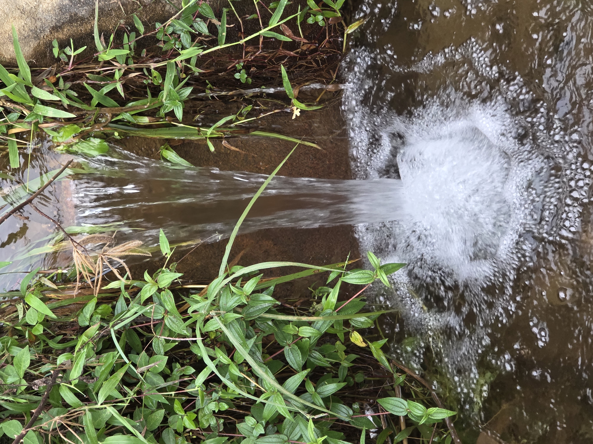In an outdoor environment with lush green vegetation, a small waterfall cascades into a pool of water. The water is a murky brown, and the impact of the waterfall creates a foamy, turbulent surface with numerous bubbles. The surrounding area is bordered by a concrete structure and is overgrown with various plants, including grasses and vines with small green leaves and some dried stalks. The lighting suggests it is daytime, likely overcast or in a shaded area, as there are no harsh shadows. The scene appears to be a natural or semi-natural water feature, possibly part of a garden, park, or roadside drainage. No people are visible in the image.