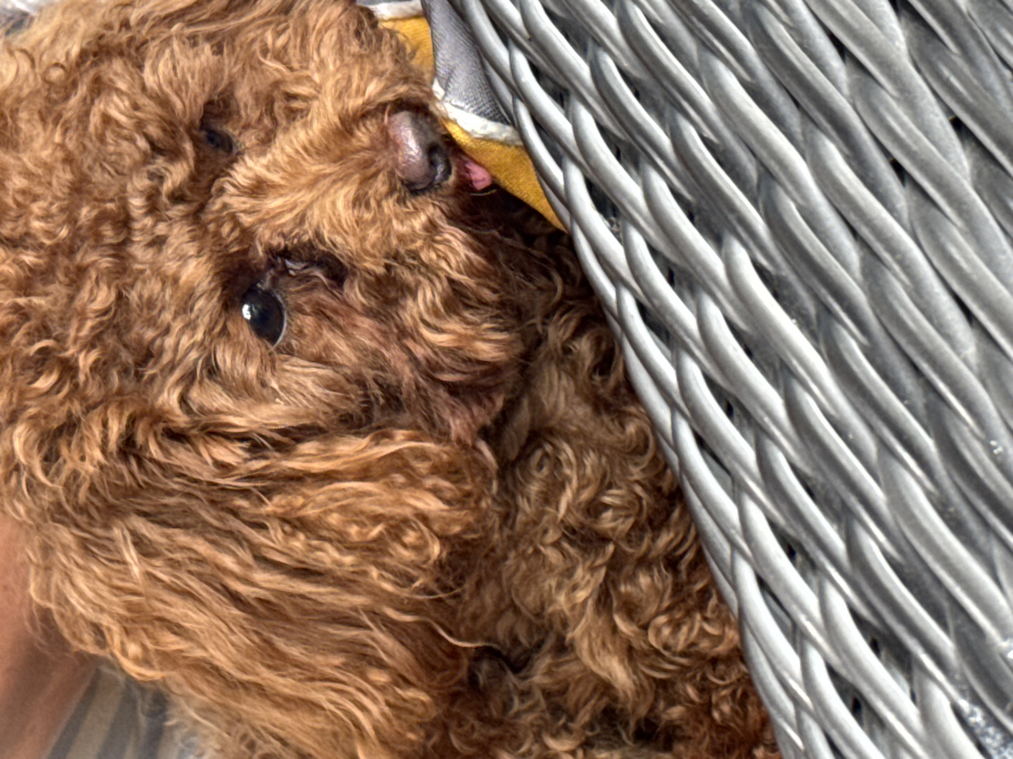 A brown poodle dog with curly fur is lying in a gray wicker basket. The dog's head is resting on a yellow and gray striped cloth. Its mouth is slightly open, and its pink tongue is visible. The background is blurred, showing what appears to be a person's arm and shoulder, also blurred. The image does not contain any information about the city of Bersenevka, Russia.