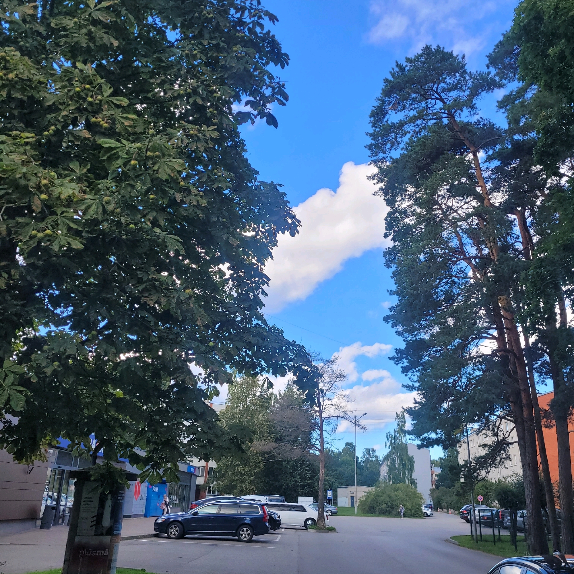 The image captures an outdoor scene in the city of Jūrmala, Latvia, on a partly cloudy day with a bright blue sky. In the foreground, a paved road leads into a parking area. To the left, large trees with green leaves and developing horse chestnuts dominate the view, partially obscuring the sky. To the right, tall pine trees with dark green needles frame the scene, with their trunks visible. Several parked cars, including a dark blue station wagon and a white limousine-style vehicle, are visible in the parking lot. In the background, a low-rise building with multiple storefronts lines the street, featuring signage in a foreign language. Beyond the building, other trees and apartment-style buildings are present. A single person is walking near the parked cars in the background. The overall impression is of a street scene in a suburban or commercial area, with significant tree cover.