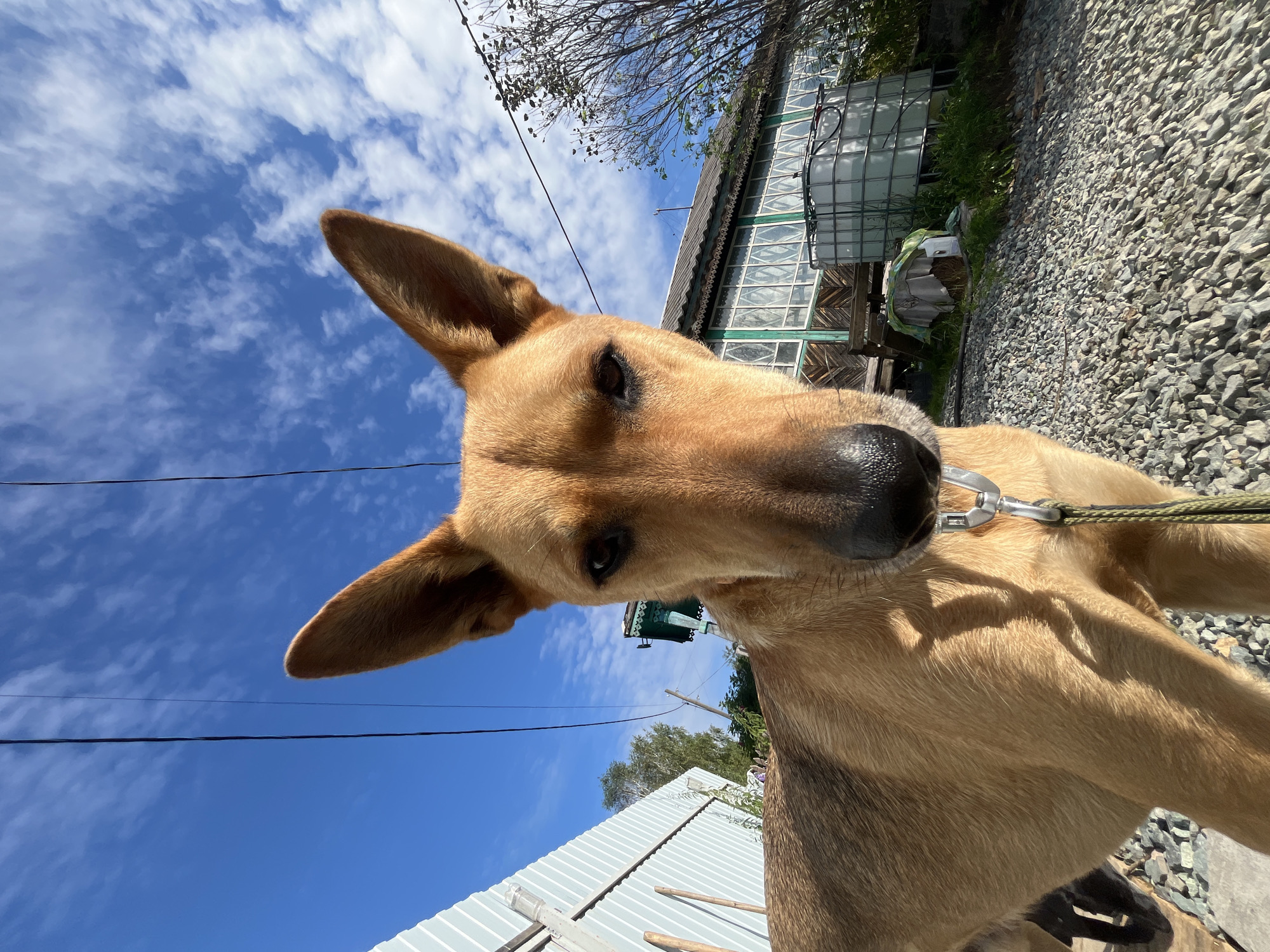 This is a close-up, low-angle outdoor photograph of a medium-sized, light brown dog with large, erect ears. The dog is facing the camera, with its head and upper body filling most of the frame. It appears to be wearing a collar with a leash attached, which is visible in the foreground.
In the background, there is a clear blue sky with scattered white clouds. Power lines run horizontally across the sky. To the left of the dog, there is a light-colored corrugated metal fence. To the right, there is a section of a building with a green-trimmed window and what appears to be an old wooden facade. Next to the building, there is a large white industrial-style tank and some overgrown vegetation. The ground in the foreground and mid-ground is covered with grey gravel.
The image appears to have been taken in a rural or semi-rural setting. While the image does not contain any explicit indicators of its location in Nizhny Tagil, Russia, the style of the building and the presence of gravel and vegetation are consistent with many residential areas in Russia. There are no people visible in the image. The lighting suggests it is daytime with the sun casting shadows.