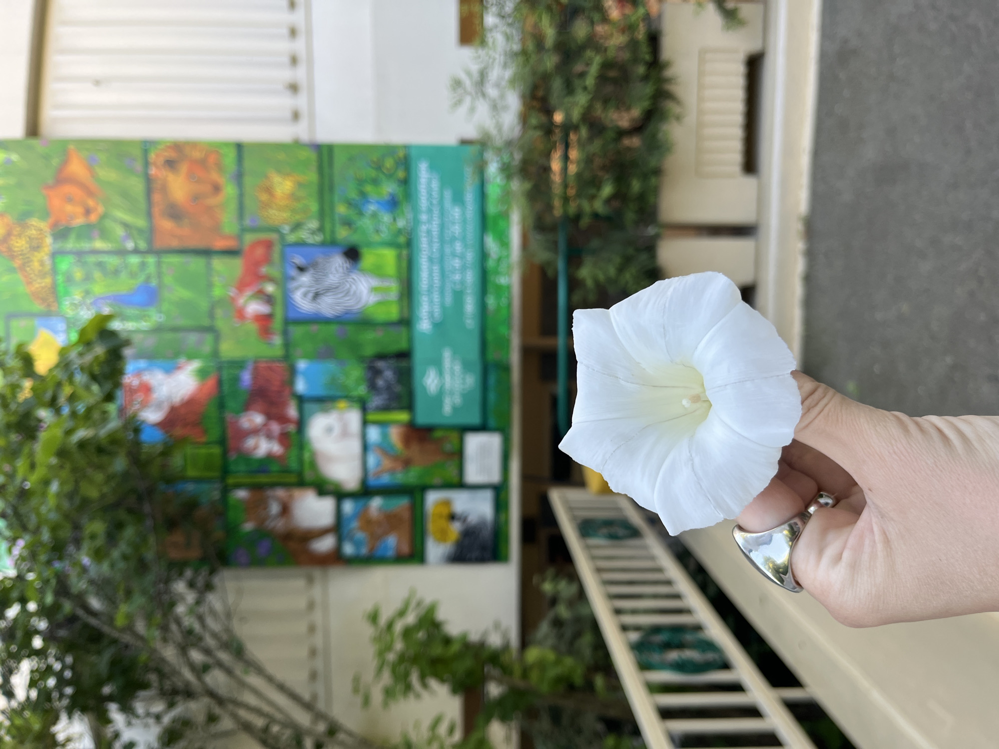In a close-up shot, a hand holds a delicate white flower, its petals unfurling towards the viewer. The hand wears a prominent, shiny silver ring with a unique, angular design. In the blurred background, a colorful mural adorns a wall, featuring a grid of various animal illustrations, including a lion, a zebra, and a fox. To the right of the mural, a ladder with green accents is visible. Lush green foliage frames the scene, suggesting an outdoor setting, possibly a garden or park. The lighting indicates daytime, and the overall mood is serene and natural. The text on a green sign partially visible on the mural is in Cyrillic script.