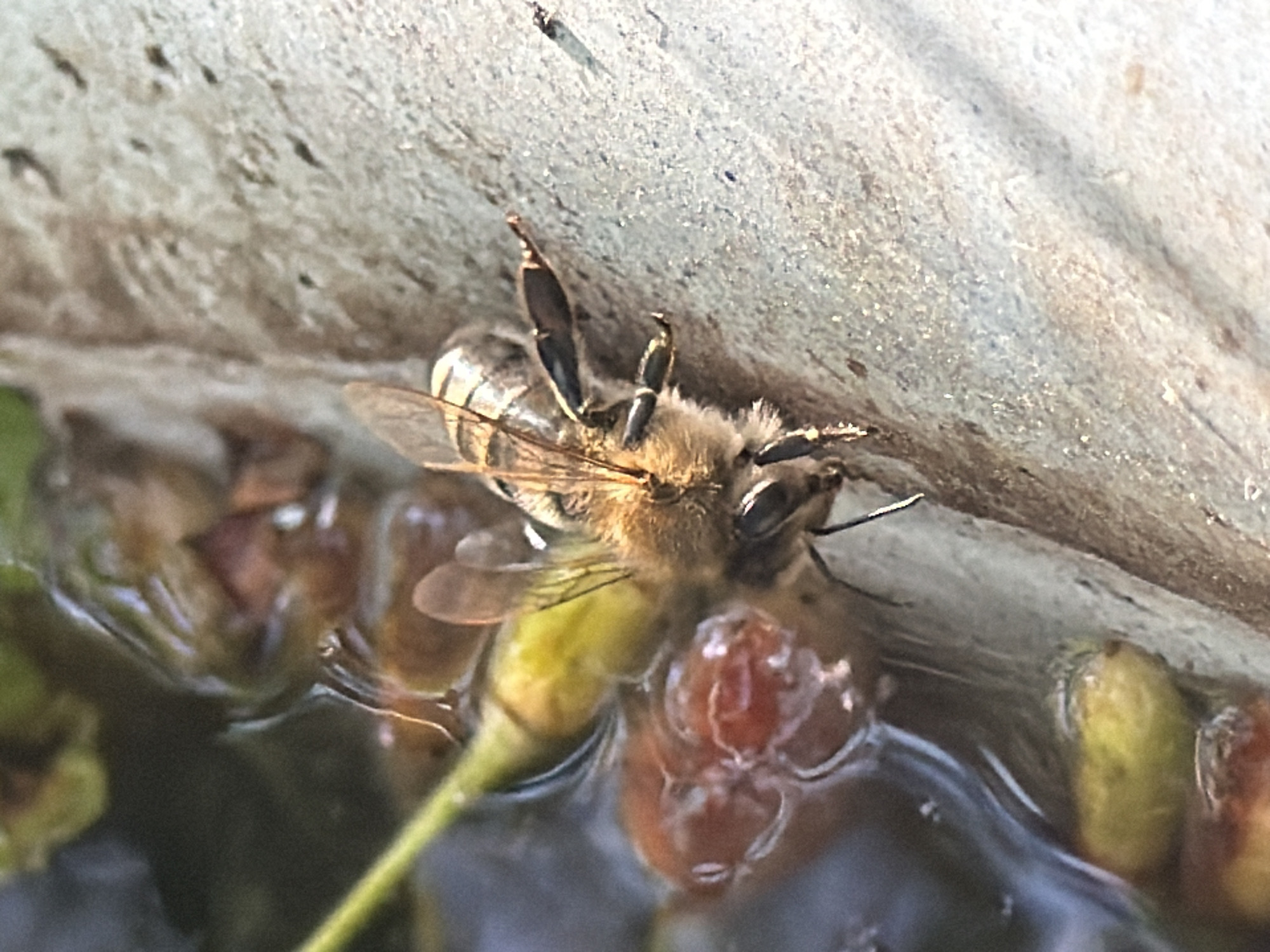 A close-up photograph depicts a honeybee struggling in a pool of water. The bee is positioned near a rough, concrete-like surface, possibly the edge of a birdbath or other water source. The bee's legs are raised in the air, and its body is partially submerged. Plant matter, including green stems and what appear to be flower buds, are also visible in the water.
There is no information within the image to confirm the location of the image or to reference the city of Leningradskaya, Russia.