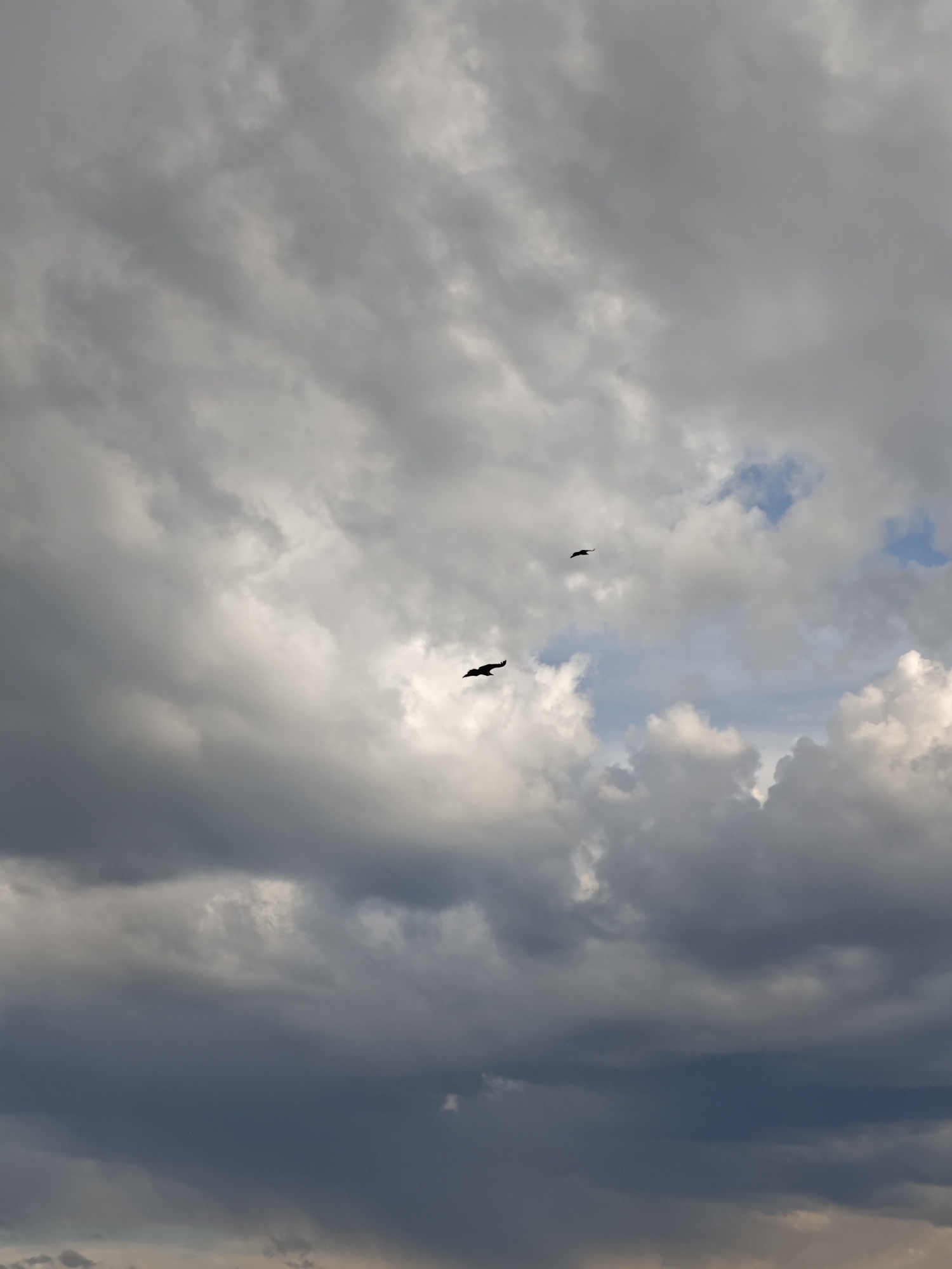 A low-angle, medium shot captures a cloudy sky with two birds in flight. The clouds are predominantly gray and white, with hints of blue sky visible in some areas. The birds appear as dark silhouettes against the brighter clouds. The lower portion of the image suggests the edge of the sky or possibly distant land. Location is not determinable.