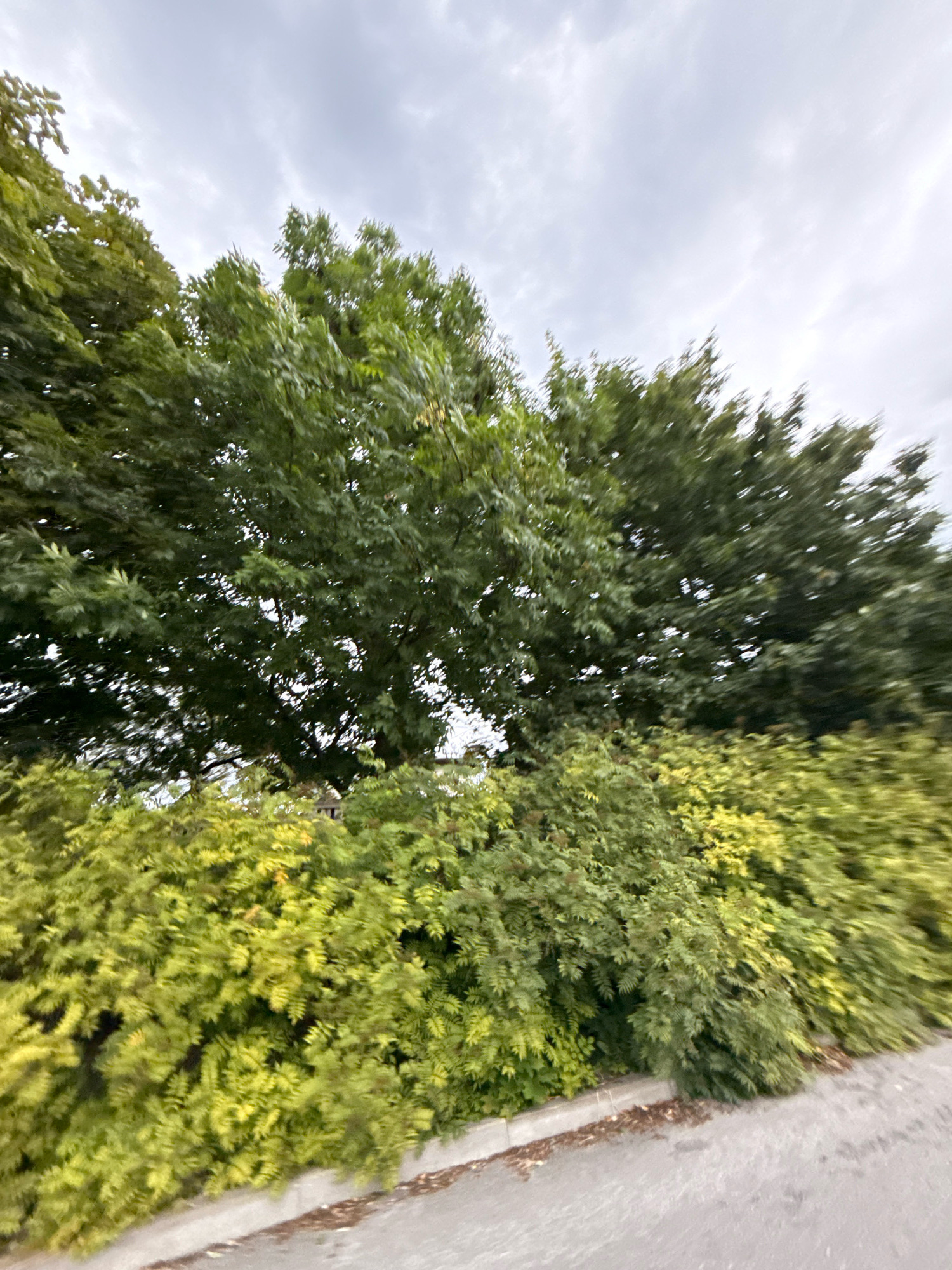 The image depicts a slightly blurred view of lush green trees and bushes, with a cloudy sky overhead. The foliage is dense, with various shades of green, some of which have a yellowish hue, suggesting autumn is approaching or a mix of different plant species. The perspective is low, as if the photo was taken from ground level or a vehicle moving at a moderate pace. A paved surface, likely a road or sidewalk, is visible in the foreground, bordered by a concrete curb. The overall impression is a natural setting, possibly a park, garden, or a tree-lined street in Tallinn, Estonia, on an overcast day. No people, specific objects, or text are clearly discernible. The mood is tranquil and natural, with the blur adding a sense of movement or fleeting observation.