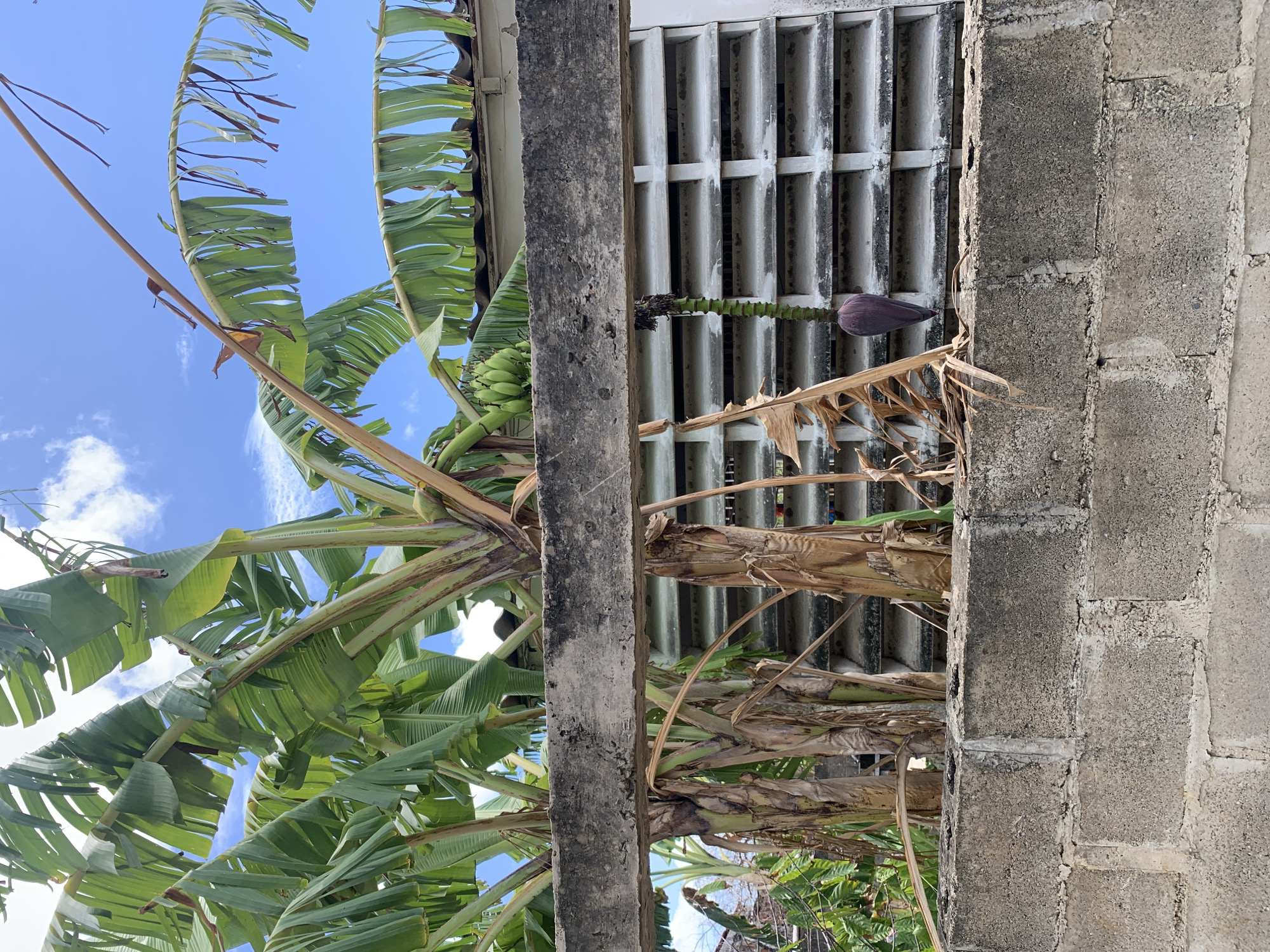 This is a vertical, close-up, eye-level shot of a banana tree with a developing bunch of bananas and a banana flower. The foreground is dominated by a concrete column and a wall made of cinder blocks. To the left, lush green banana leaves stretch towards a bright blue sky dotted with white clouds, suggesting it is daytime with fair weather. A cluster of green bananas is visible on the stalk, and a dark purple banana flower hangs at the end of another stalk. Behind the banana tree, a white louvered window or vent is visible, suggesting a building nearby. The overall setting appears to be outdoors, possibly in a tropical or subtropical environment, consistent with the location context of Santa Ana, Venezuela. There is no visible text in the image. The composition focuses on the natural elements of the banana tree juxtaposed with the man-made structures.
