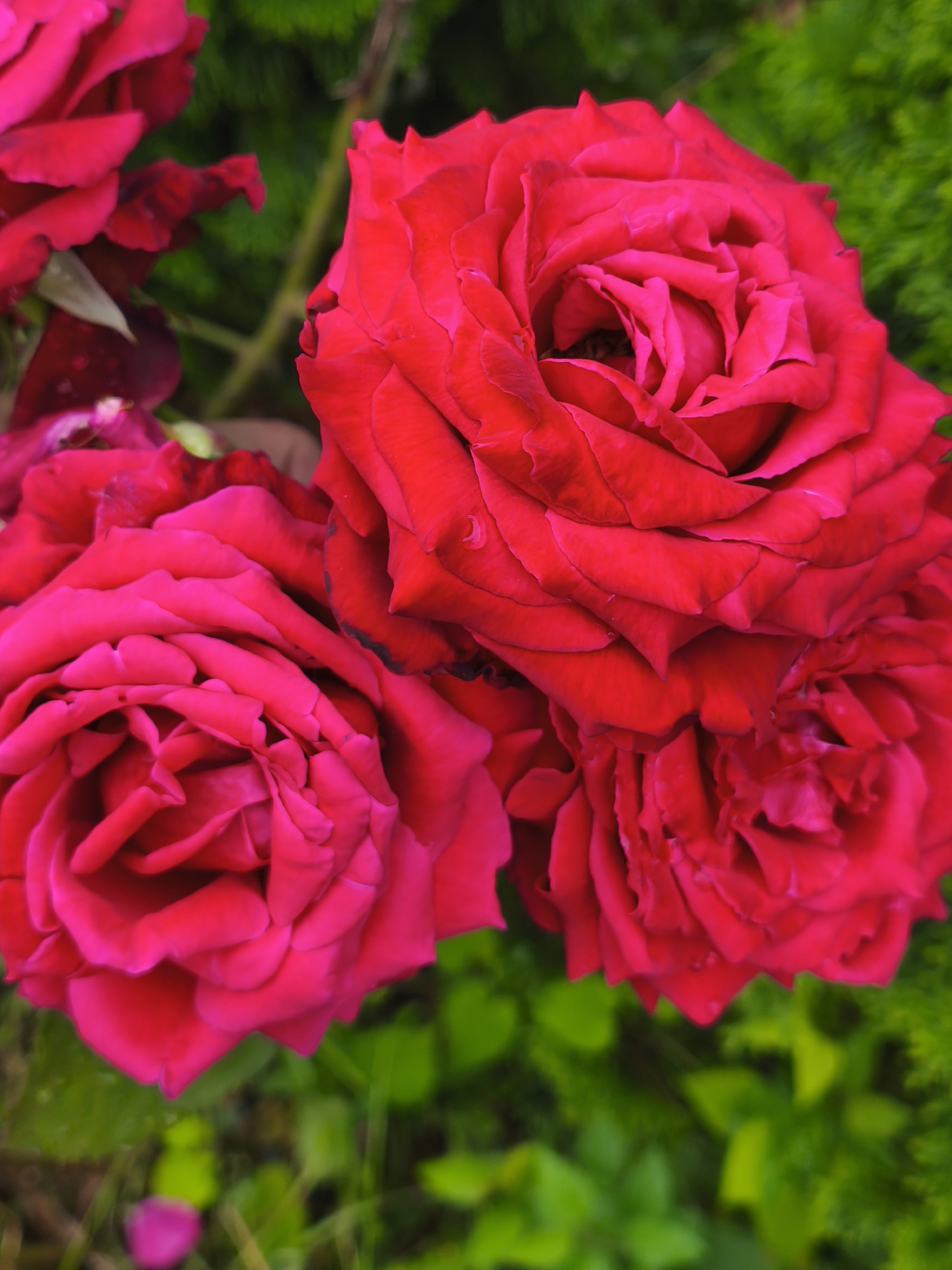 The image shows a close-up view of three vibrant red roses with multiple layers of petals. The roses are in focus, and the background is a blurred, green foliage, suggesting an outdoor garden setting. There is no indication of the city of Nevinnomyssk, Russia, or any other specific location. The scene is purely a still life of flowers.