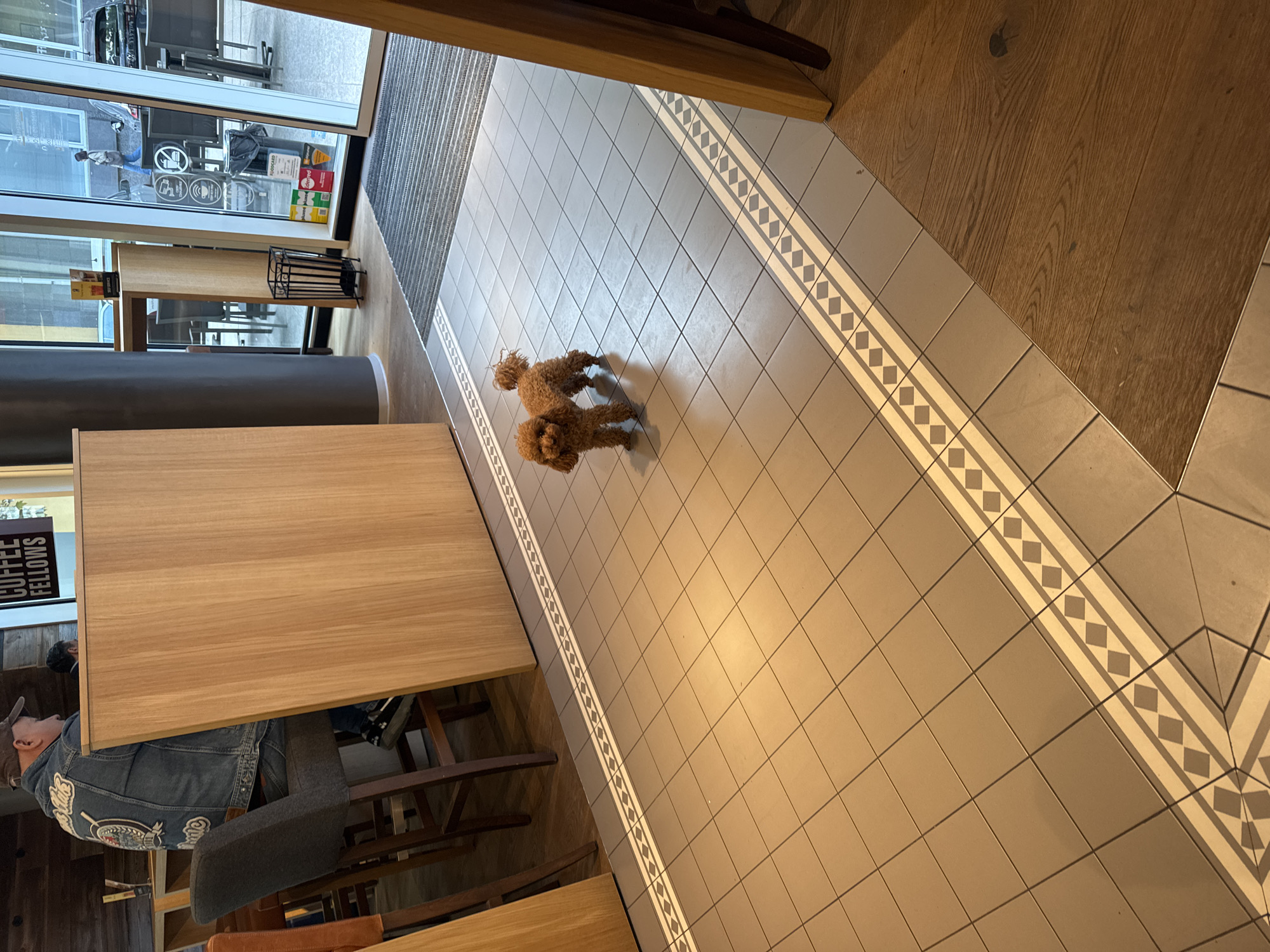 The image, oriented at an angle, shows the interior of a café or similar establishment. A person wearing a denim jacket and a baseball cap sits at a wooden table. A small brown poodle stands on tiled flooring that has a decorative border. In the background, through a doorway, are glass windows displaying a street scene with parked vehicles. Based on a sign visible on the glass, the location is in Sofia, Bulgaria.