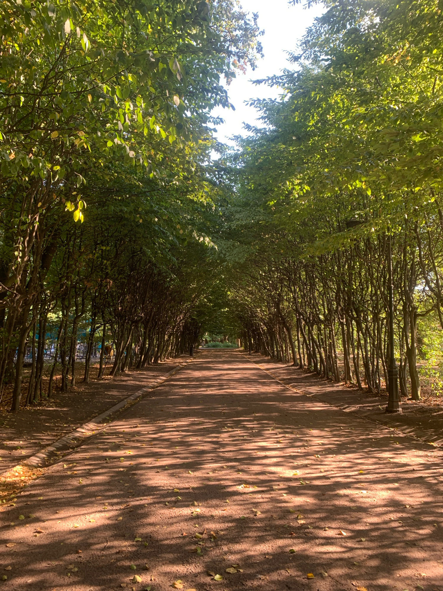 The image shows a tree-lined path in Lviv, Ukraine, on a sunny day. The path is made of reddish-brown dirt and is covered with scattered leaves. On either side of the path are rows of trees with dense green foliage that form an archway overhead, creating a tunnel effect. Sunlight filters through the leaves, casting dappled shadows on the path. The trees are tall and slender, with numerous branches. In the distance, the path curves slightly and disappears from view. The overall impression is one of a serene and picturesque natural setting within a park or garden.