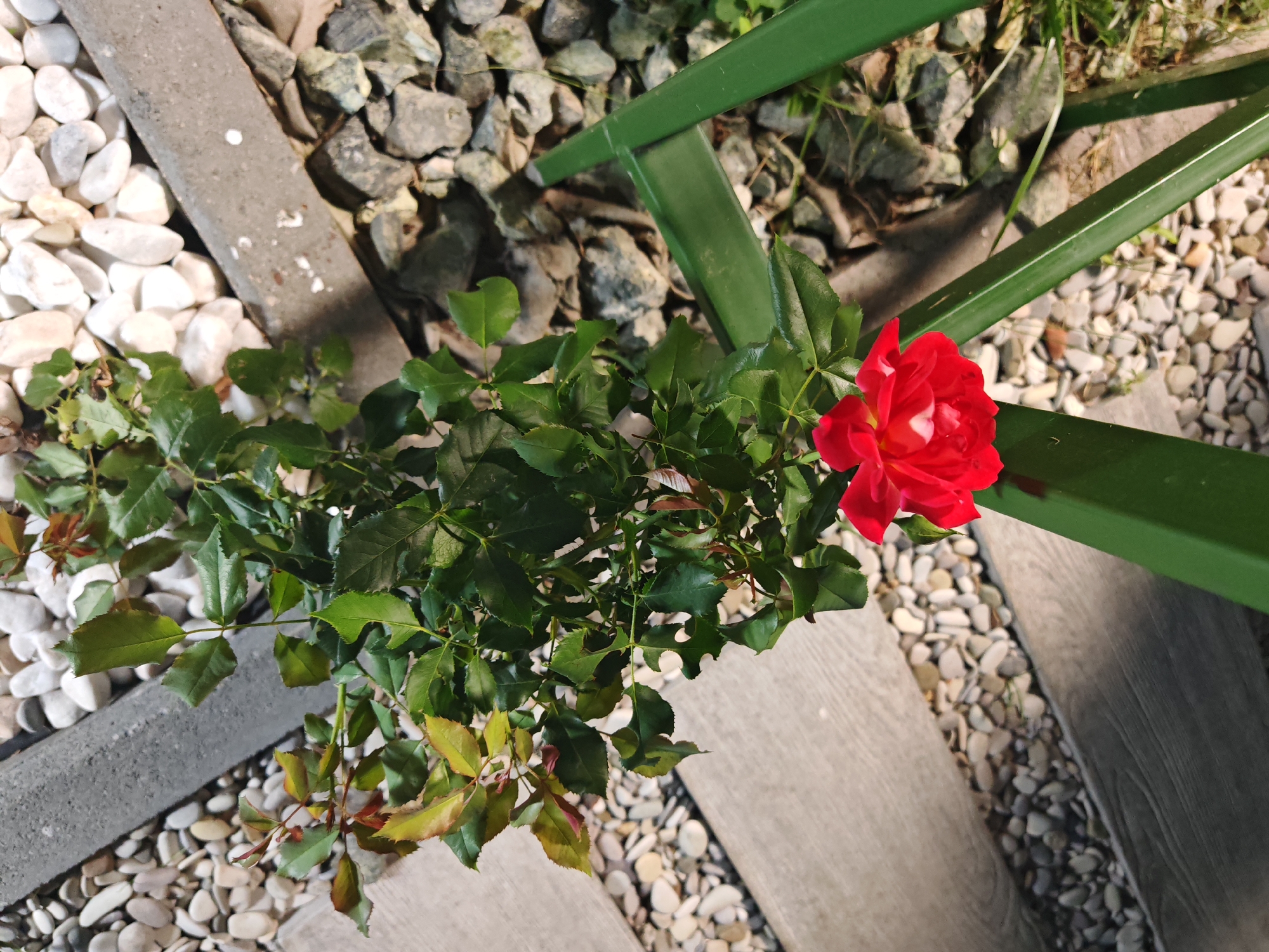 A single red rose, with vibrant petals and green leaves, blooms in a garden setting. The rose is positioned in the lower right quadrant of the image, contrasting with the surrounding elements. The garden bed is comprised of light-colored pebbles and larger gray stones, with a concrete border and some wooden planks visible. A green metal structure, possibly part of a bench or garden furniture, cuts diagonally across the upper right portion of the image. The lighting suggests it is daytime, with shadows cast on the ground. There are no people or animals present in the scene. The image captures a close-up view of the rose and its immediate surroundings, implying a focus on the natural beauty of the flower within a structured outdoor space. This scene could be located in a garden, park, or a residential outdoor area within the city of Kokshetau, Kazakhstan.