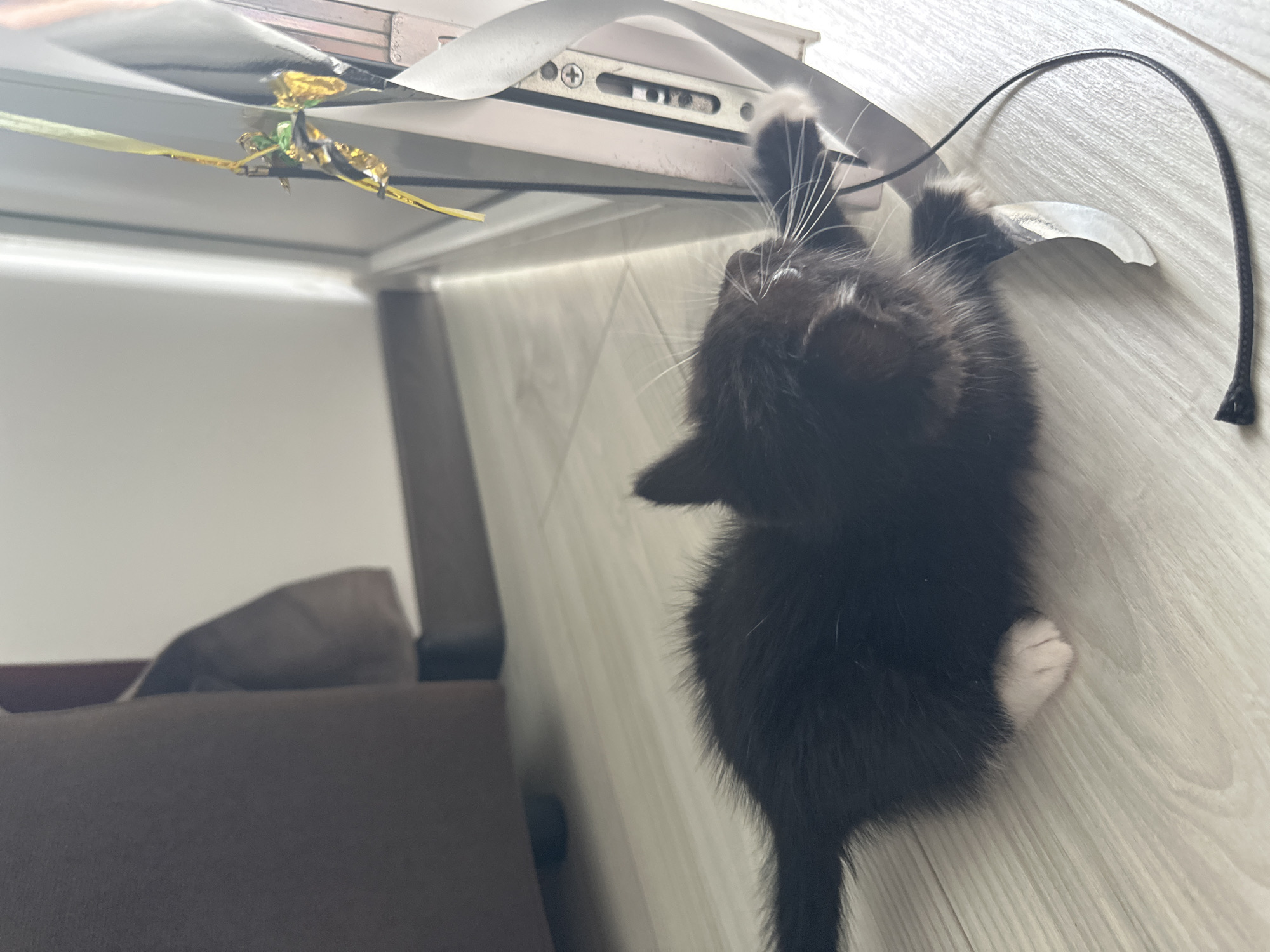 A black and white kitten is playing with a ribbon near a window. The kitten is lying on a light-colored wooden floor. A brown chair is visible in the background. The window has a white frame and a latch mechanism. The ribbon is white with gold and green accents. The kitten has white paws and a white chest. The scene appears to be indoors, possibly in a residential setting. The specific location in the city of Новое, Russia, is not discernible from the image.