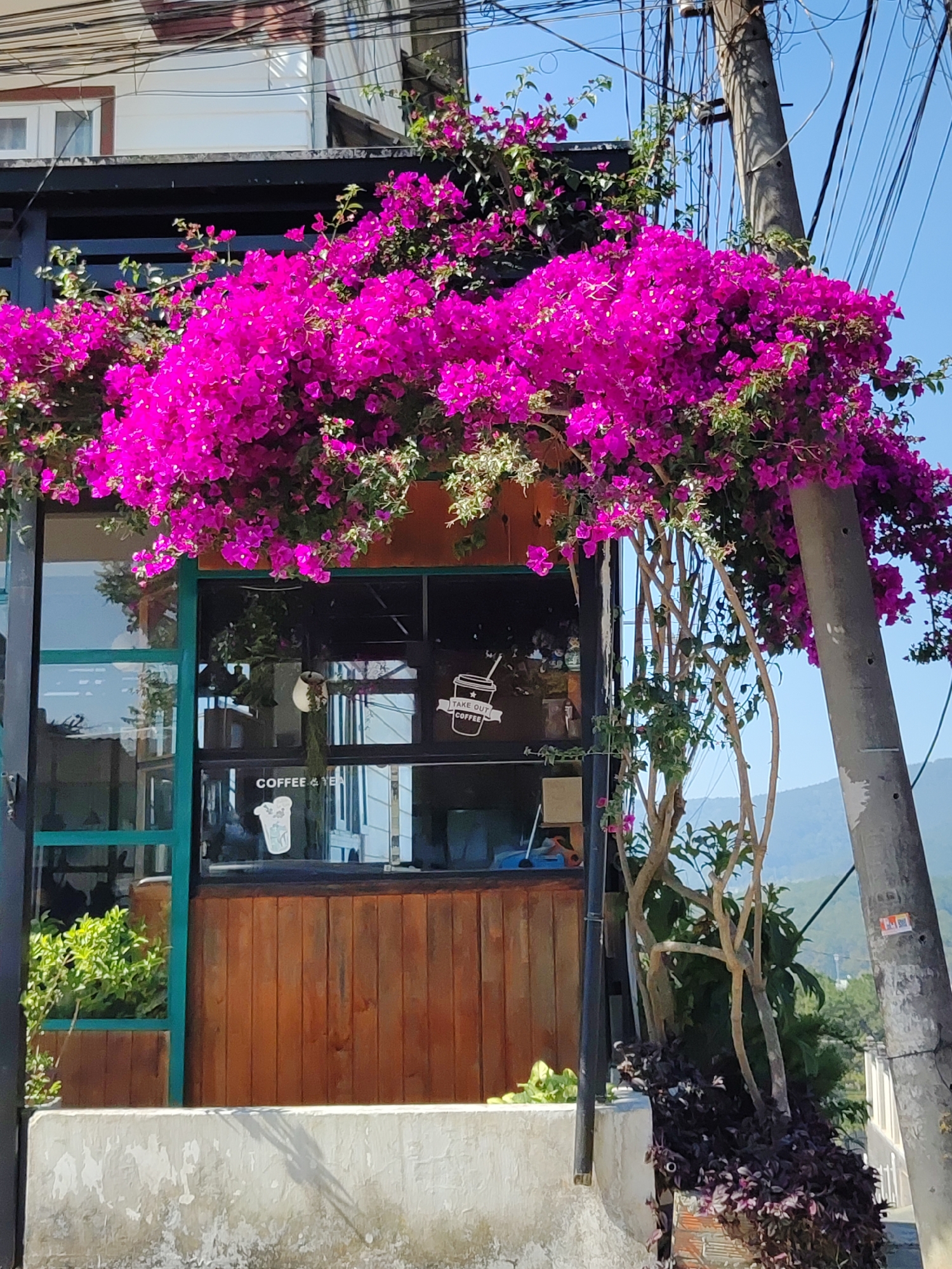 A street-level, daytime shot depicts a small café or shop in Da Lat, Vietnam. The shop is enclosed by large windows in black frames with teal accents, atop a wood-paneled base. The windows feature signage that indicates "Coffee & Tea" and "Take Out Coffee" with illustrative graphics. The façade of the shop is partially covered by a vibrant, cascading display of pink bougainvillea flowers. These flowers extend from the top of the building and along a utility pole to the right. Behind the shop, the landscape slopes down to show the distant mountains and city. The shop sits on a low concrete foundation, and a smaller, dark-leaved plant is nestled at the base of the utility pole. Overhead power lines are visible against the clear, blue sky.