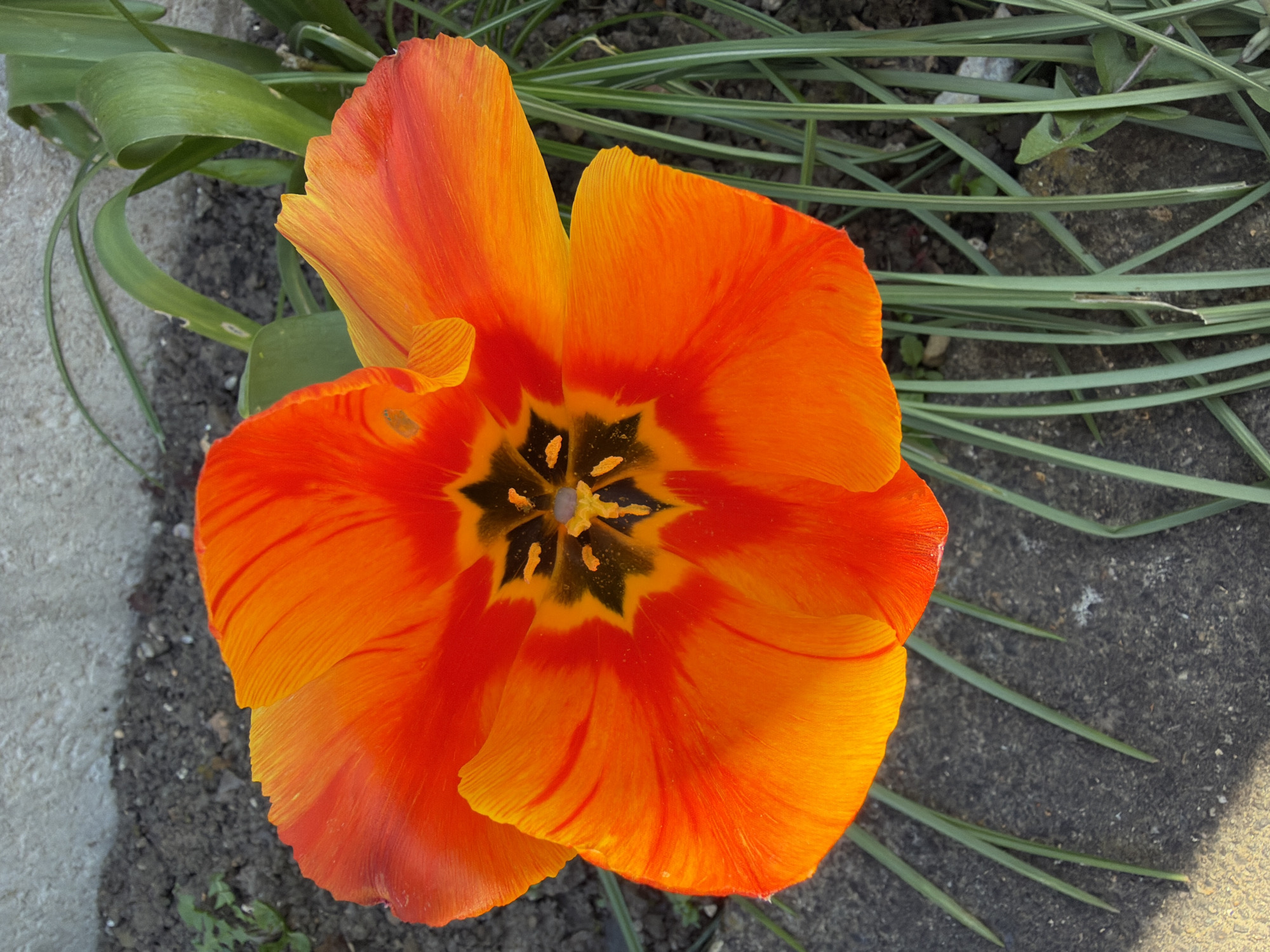 A high-angle, close-up shot depicts an orange tulip in full bloom. The flower's petals exhibit variations in color, ranging from yellow at the base to red at the tips, with a striped pattern. The center of the tulip is dark, with yellow stamens. The flower is positioned amidst thin, green blades of grass or foliage. To the left, a section of gray concrete is visible. No people are apparent in the image.