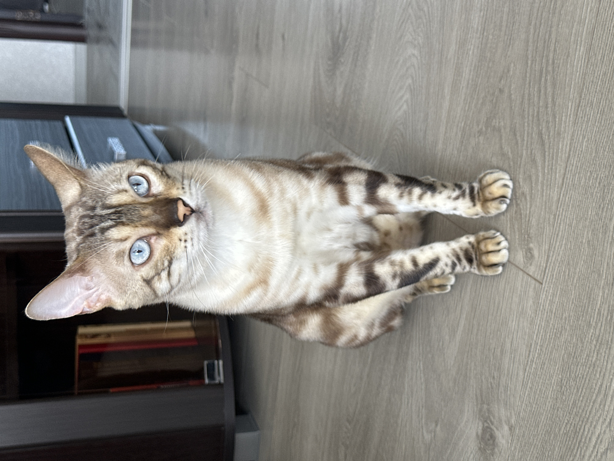 A Bengal cat with striking blue eyes is sitting on a light brown wooden floor. The cat has a tan coat with distinct dark brown spots and stripes. Its ears are pointed, and its gaze is directed forward. In the background, to the left, is a dark brown piece of furniture, possibly a cabinet or bookshelf, with some books visible. To the right of the cat, another piece of furniture, a dark gray dresser or cabinet with silver handles, is present. The floor appears to be laminate or hardwood flooring. The lighting suggests an indoor setting, likely a residential room. The image was captured in Energetik, Russia.