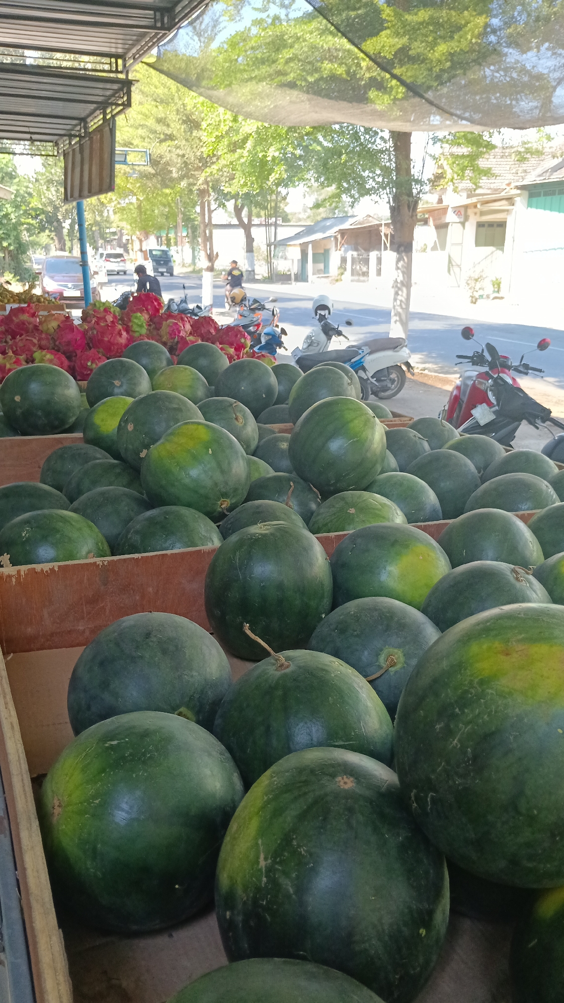 A street-side fruit stand in Pule, Indonesia, displays an abundance of watermelons and dragon fruit under a shade structure. The watermelons, in various sizes, are predominantly in wooden crates at the forefront of the image, with some scattered on the ground. Their dark green rinds are interspersed with lighter green patches, and some show yellowing. A pile of vibrant pink dragon fruit is visible behind the watermelons, towards the left side of the frame.
Beyond the fruit stand, a paved road is lined with trees. Several motorcycles are parked or being ridden on the road. One motorcycle, a red and white scooter, is parked on the right side of the road. Another, a white scooter, is parked in the middle ground. Further down the road, a motorcycle with a rider in a dark shirt is in motion. A red car is parked near the left edge of the image. Buildings with light-colored walls and tiled roofs line the opposite side of the road, suggesting a residential or commercial area. The scene is illuminated by bright sunlight, casting shadows and highlighting the textures of the fruits and the environment. The overall impression is that of a lively marketplace on a sunny day.
