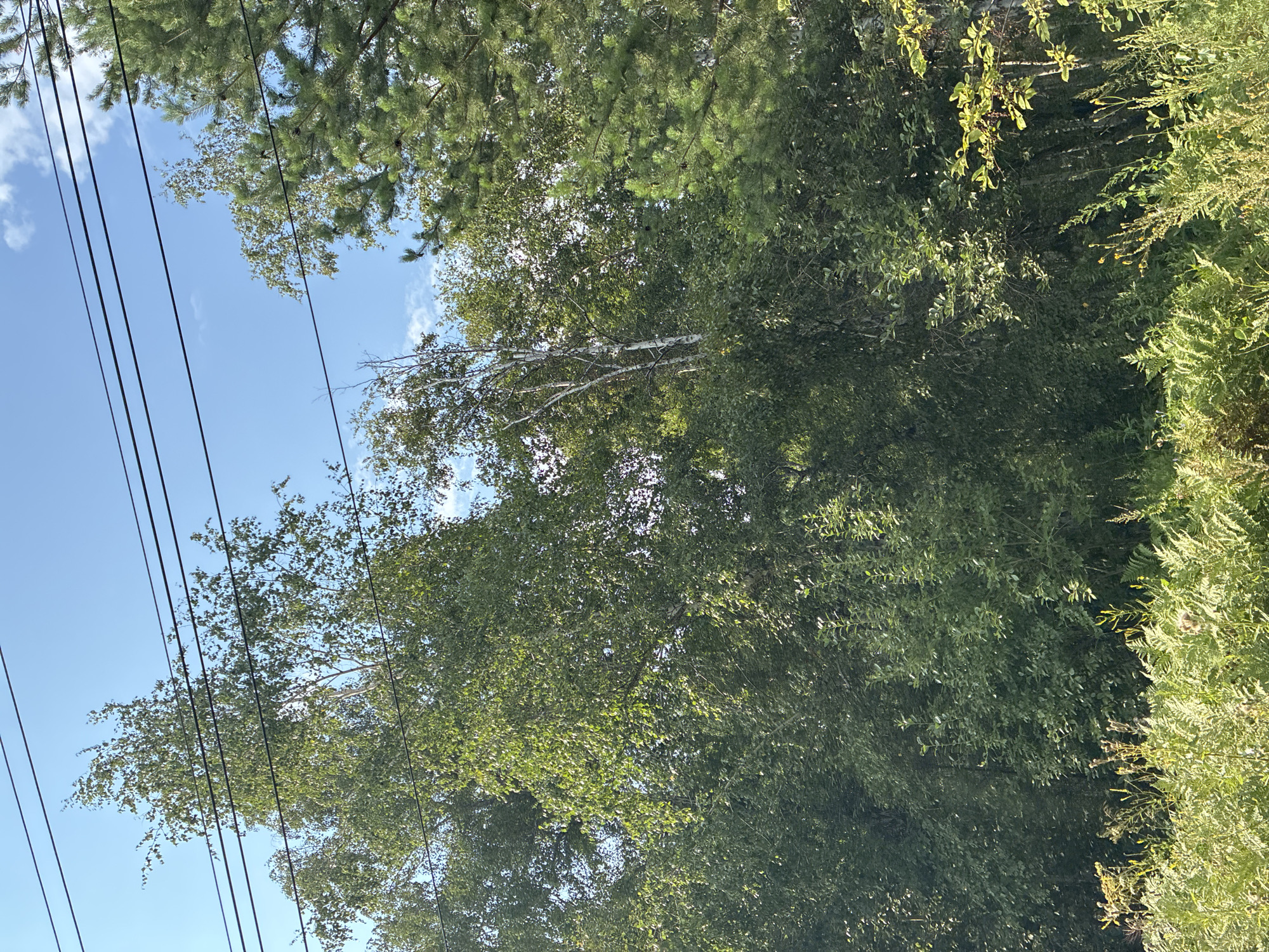 The image shows a natural outdoor scene with a dense forest in the foreground and middle ground, under a bright blue sky with scattered white clouds. Several overhead electrical wires are visible in the upper portion of the image, running horizontally across the frame. The forest is composed of a variety of trees, including deciduous trees with green leaves and a prominent birch tree with white bark. Pine trees with their characteristic needle-like foliage are also present on the right side of the image. The lower part of the image features a dense undergrowth of ferns and other green plants. The lighting suggests it is daytime, with sunlight illuminating parts of the foliage. There are no people or animals visible in the image, and no specific urban elements are apparent to indicate a location within the city of Маркова, Russia, beyond it being a natural setting.