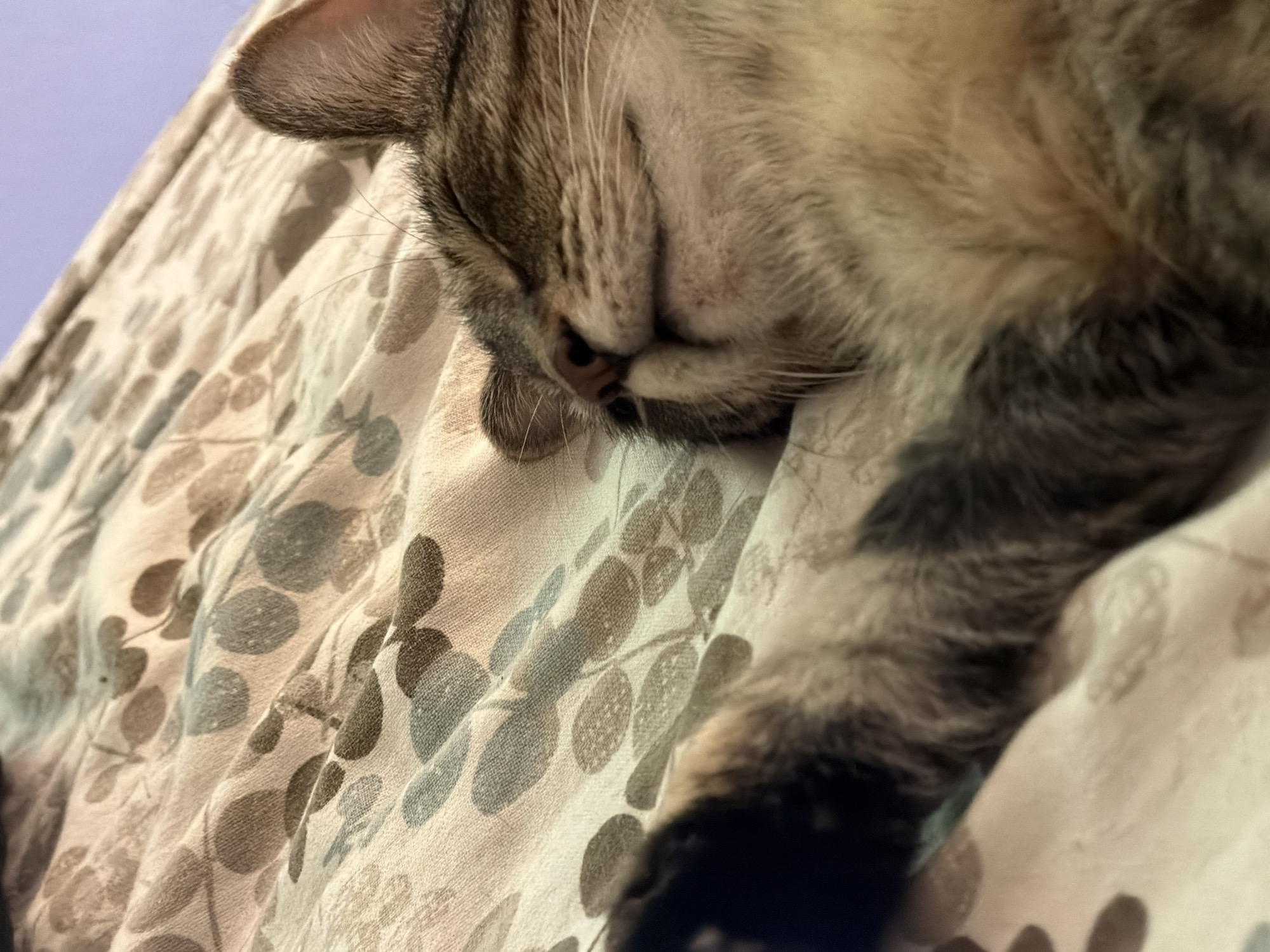 The image shows a close-up, high-angle shot of a tabby cat sleeping on a patterned comforter. The cat is curled up with its eyes closed and its mouth slightly open. Its paws are extended in front of it. The comforter has a subtle floral print with oval shapes in shades of brown and gray. The background is out of focus and appears to be a light purple wall. There is no information in the image to suggest its location in Portland, United States of America.