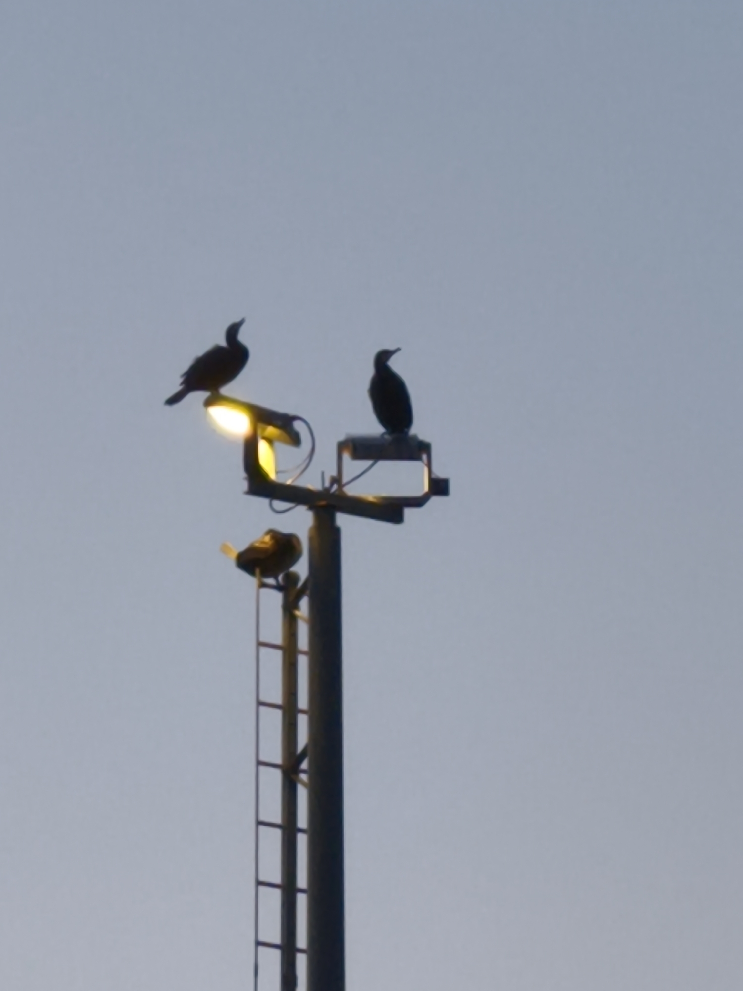 Three cormorants perch on a streetlight pole against a pale blue sky. Two cormorants are silhouetted against the bright yellow light of the fixture. One cormorant is to the left and slightly above the light, its head tilted upwards. Another cormorant is to the right of the light, facing left with its head also looking up. A third cormorant is perched lower on the pole, on a ladder rung, facing left and appearing to be preening. The pole is dark and metallic, with a visible ladder extending upwards along its side. The scene is observed from below, looking up at the birds and the pole. The lighting suggests either dawn or dusk. The specific location in Tallinn, Estonia, is not discernible from the image.