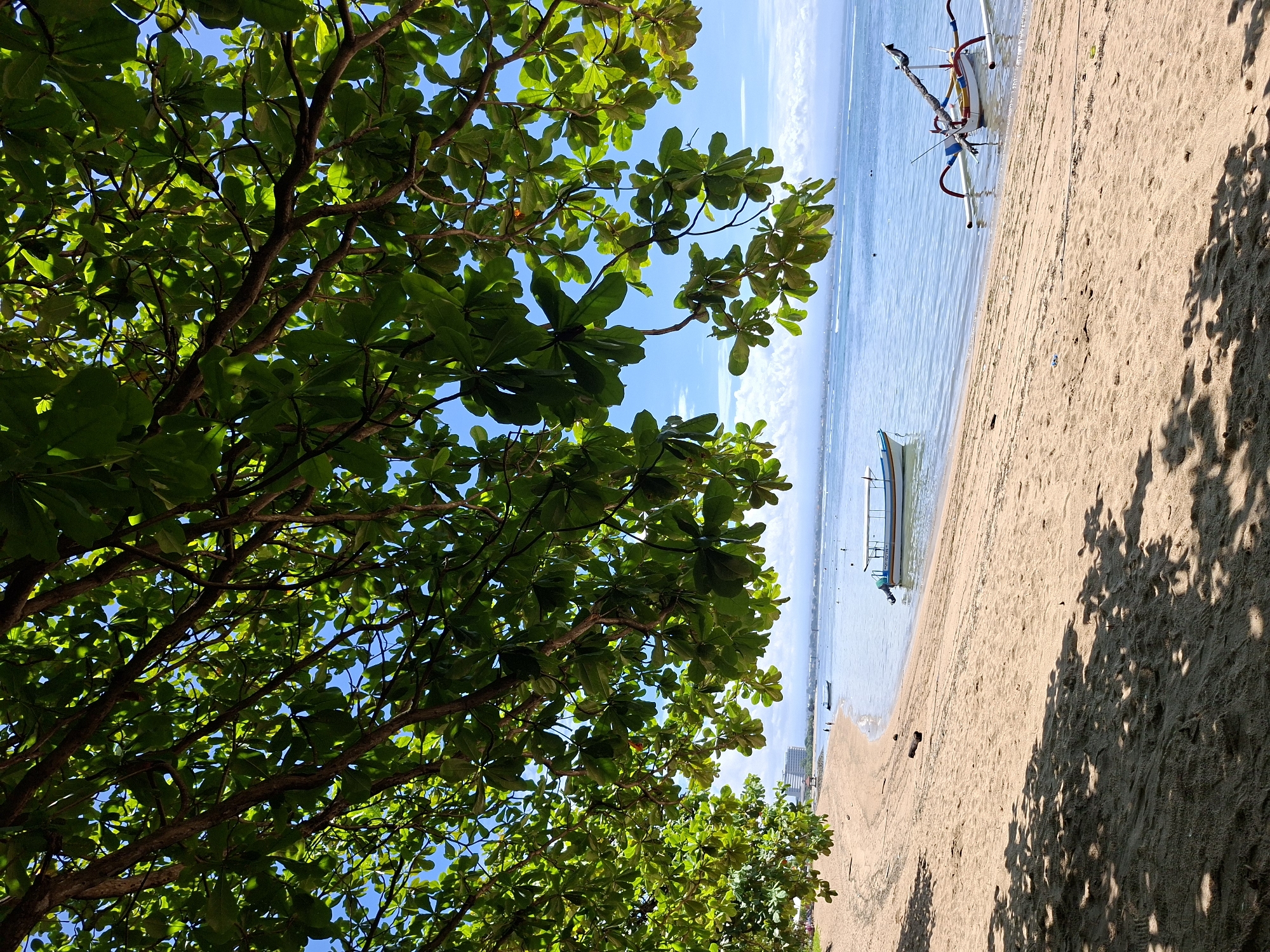The image captures a vibrant, sunlit tropical beach scene, viewed from underneath the lush canopy of a large tree. The left side of the frame is dominated by dense green foliage, with numerous broad leaves and branches filling the foreground. Sunlight filters through the leaves, creating bright highlights and deep shadows, and revealing patches of clear blue sky above.
On the right side, a tranquil sandy beach extends into the distance. The light brown sand shows various footprints and is patterned with sharp, dappled shadows cast by the trees, indicating strong overhead sunlight. The beach meets calm, clear, light blue ocean water. Two traditional outrigger boats, likely Jukungs, are visible. One, with a white hull and distinct red and blue elements on its outriggers, is beached and partially in the shallow water closer to the viewer. Another, smaller boat is further in the distance, floating gently in the water.
In the background, along the distant coastline, faint outlines of what appear to be buildings or a landmass are visible. The sky above the ocean is a bright, clear blue with some wispy white clouds. The bright illumination and long shadows suggest it is either morning or late afternoon. The scene exudes a peaceful, tropical atmosphere, characteristic of a beach setting in Denpasar, Indonesia. No people or visible text are present in the image.