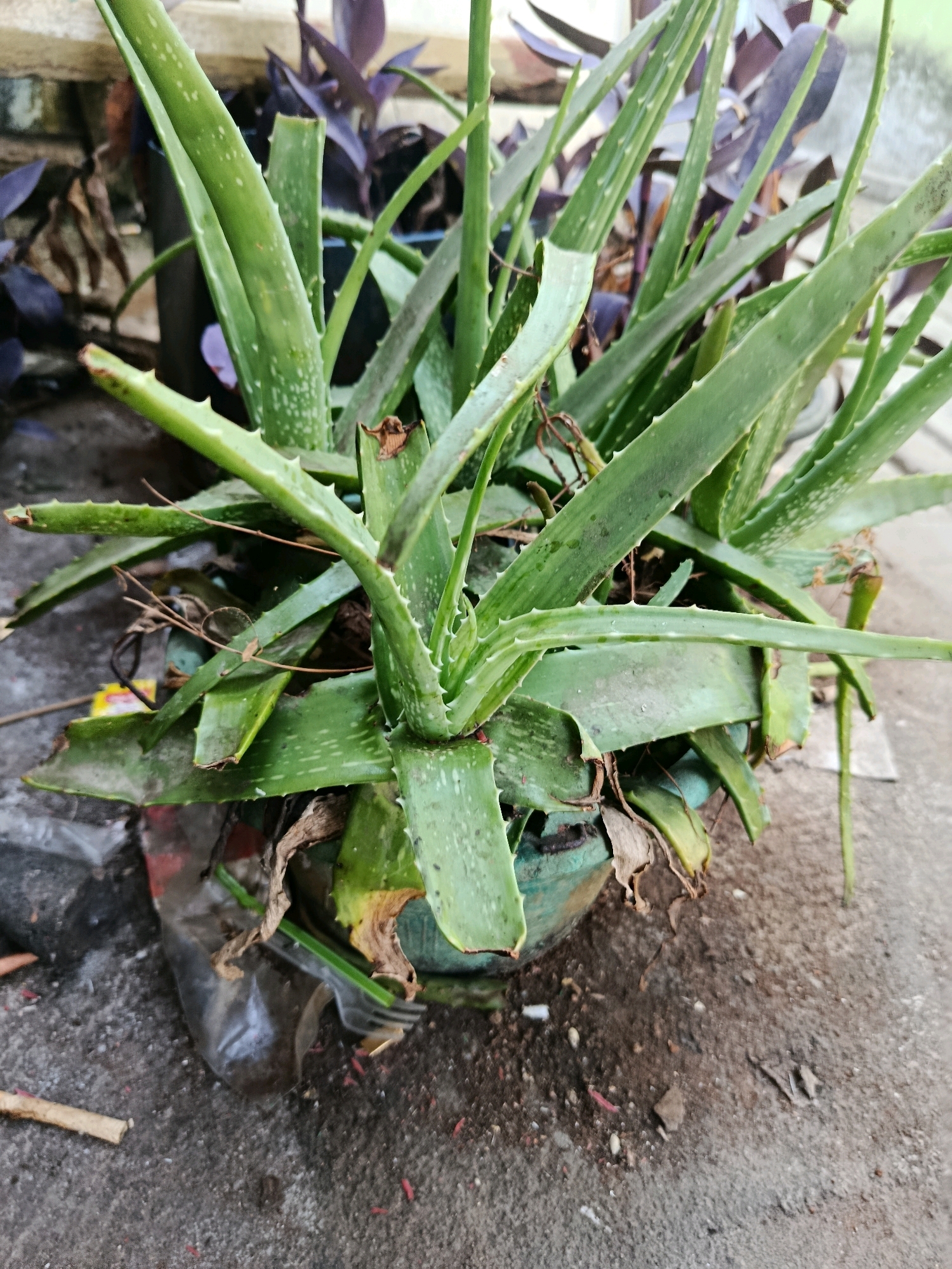A close-up, eye-level shot captures a potted aloe vera plant in what appears to be an outdoor setting. The plant is lush and green, with thick, fleshy leaves showing small white speckles. Some of the lower leaves are dried and brown, indicating natural shedding. The plant is in a teal-colored pot, which is partially obscured by the foliage. The ground around the pot is composed of concrete and dirt, with scattered debris including small pieces of wood, plastic fragments, and what appear to be dried leaves or plant matter. In the background, another potted plant with dark purple leaves is visible. The scene suggests a common urban or suburban environment.
