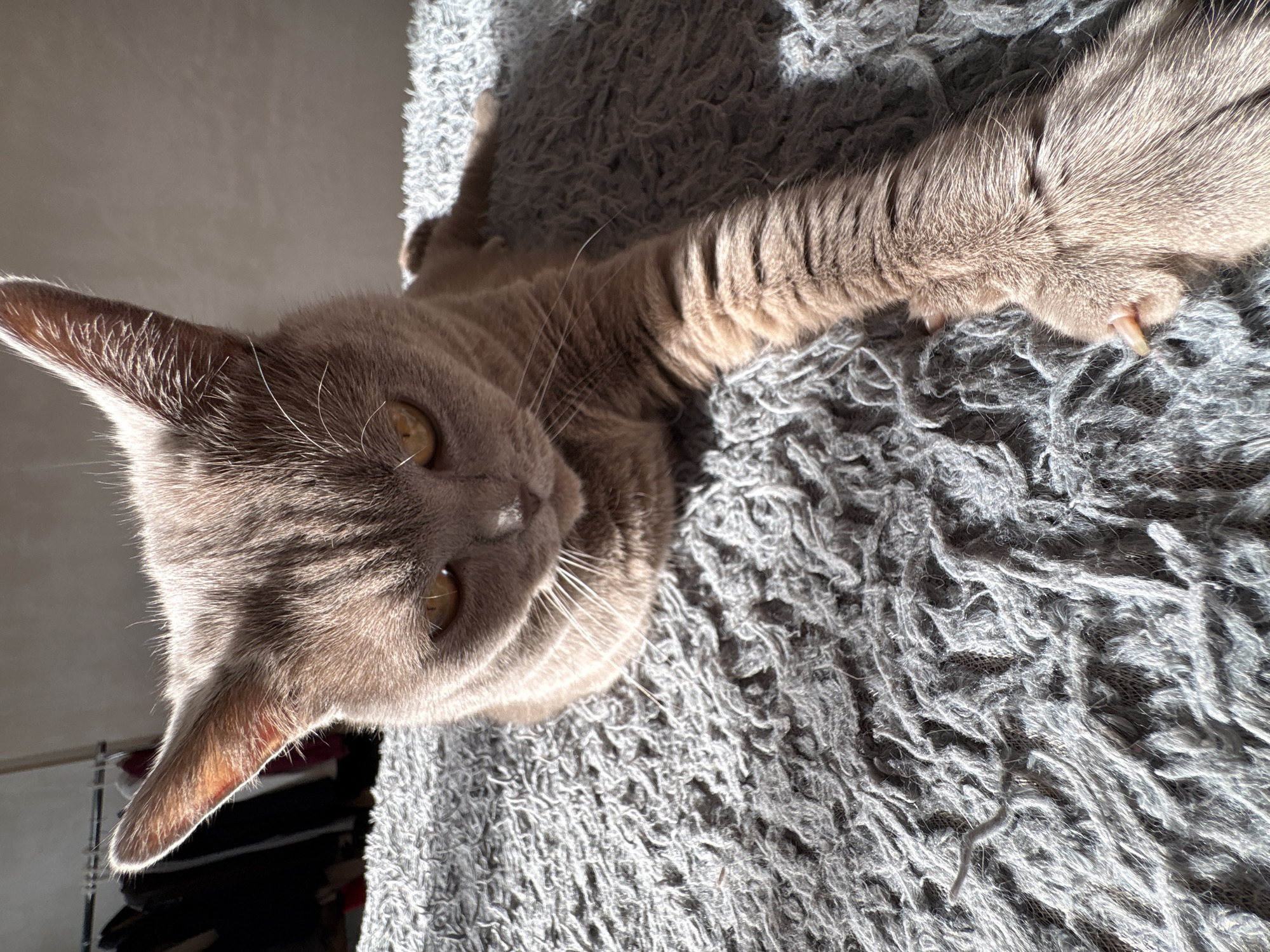 A close-up, high-angle shot shows a light brown cat lying on a gray, shaggy rug. The cat's head is positioned on the left side of the frame, with its body stretching towards the upper right. The cat is looking upwards, with its eyes visible. One of the cat's paws extends out, showing its claws. The background is blurred. There is no specific indication of the location being Izhevsk, Russia.