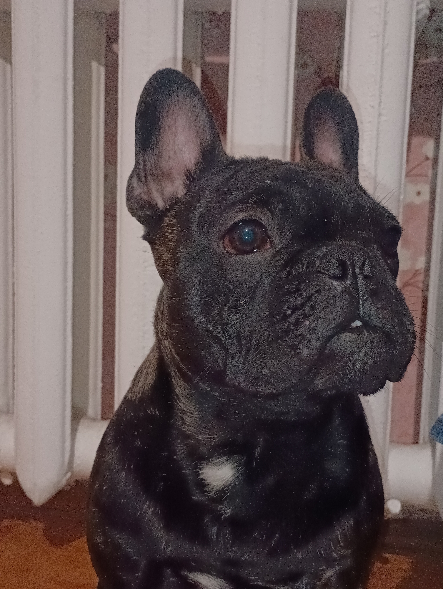 A close-up portrait shows a black French Bulldog looking towards the right side of the frame. The dog's short, dark fur exhibits subtle brindle patterns on its ears and neck, and a small white patch is visible on its chest. Its characteristic bat-like ears are upright. The dog's dark eyes are attentive, reflecting an indoor light source, and its expression appears curious and focused. Small white specks, possibly dust or dried residue, are visible on its wrinkled snout.
The background consists of a white vertical panel radiator, indicating an indoor setting. Behind the radiator, a wall with faint patterns can be discerned. The floor beneath the dog is a warm brown color, likely wood or laminate. The lighting suggests artificial illumination, consistent with an indoor evening scene. No natural light sources are apparent, and there is no visible text in the image. The overall scene captures the dog in a static moment of observation within a home environment in Chaikovsky, Russia.