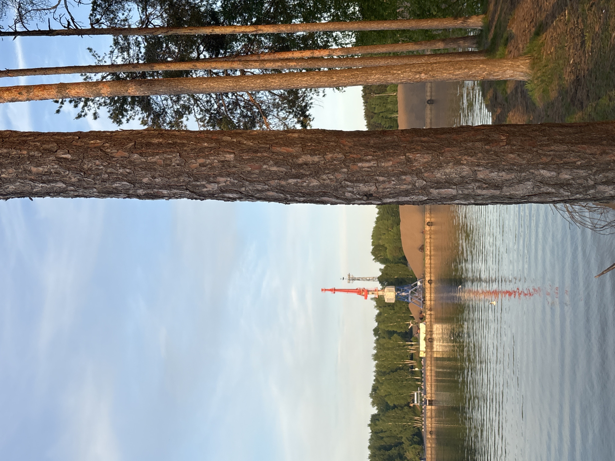 The image depicts a body of water with a forest on the far bank, observed from a vantage point among trees on the near bank. A large tree trunk dominates the foreground. Several other tree trunks are visible behind. The water is calm and reflects the colors of the sky and objects on the opposite bank. In the distance, a large crane, painted in red and blue, stands on the bank. A white bird is visible on the water near the crane. The sky is light blue with faint clouds. Based on the crane in the image, the location is likely in the city of Chaikovsky, Russia, given the presence of the large port crane on the Votkinsk Reservoir.