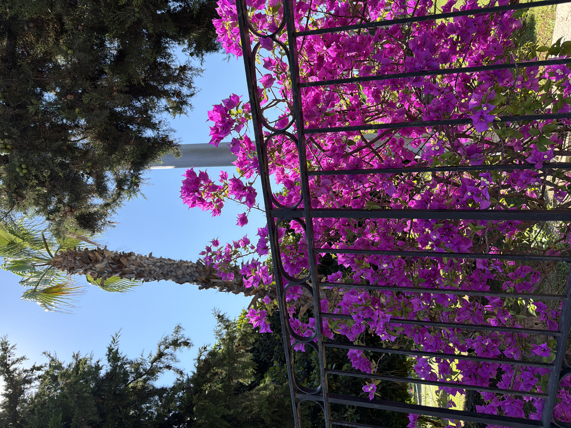 A vertically oriented, medium shot captures a vibrant display of fuchsia bougainvillea flowers cascading over a black wrought-iron fence. The flowers are in full bloom, their delicate petals creating a dense, colorful tapestry against a clear blue sky. Behind the fence, a mature palm tree with a rough, textured trunk is visible, its fronds reaching upwards. In the background, dark green coniferous trees are scattered, suggesting an outdoor setting, possibly a garden or a park. The sunlight casts a warm glow on the scene, highlighting the brilliance of the flowers and creating a cheerful, summery atmosphere. There are no people or visible text in the image.