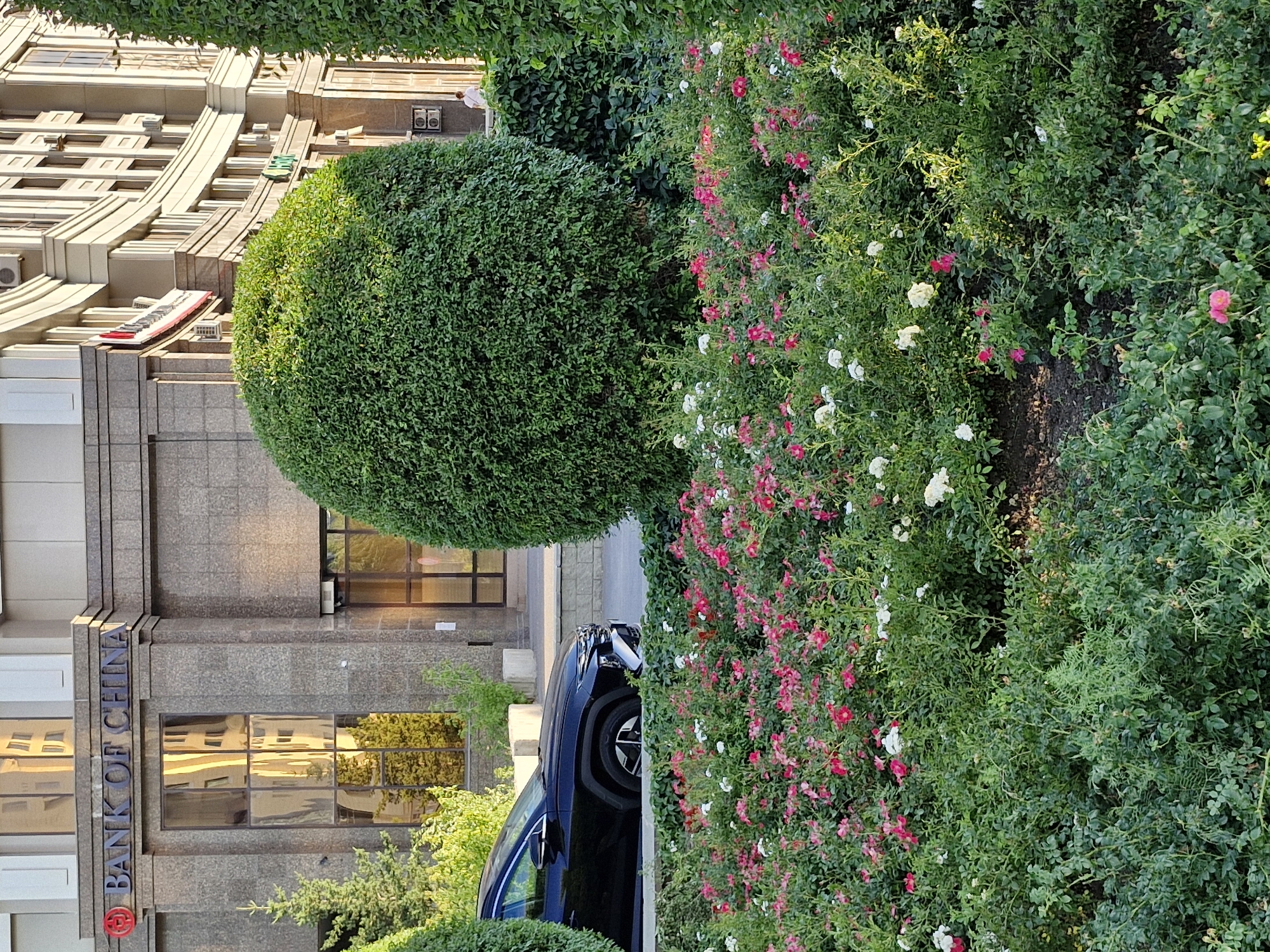 The image shows the Bank of China building in Astana, Kazakhstan. In the foreground, a lush flower bed filled with pink and white roses is visible. Behind the flowers, a black car is parked. The Bank of China building features a modern architectural design with granite cladding and large glass windows. A large, spherical green bush is positioned in front of the building, partially obscuring the entrance. The sunlight casts shadows, indicating it is daytime.