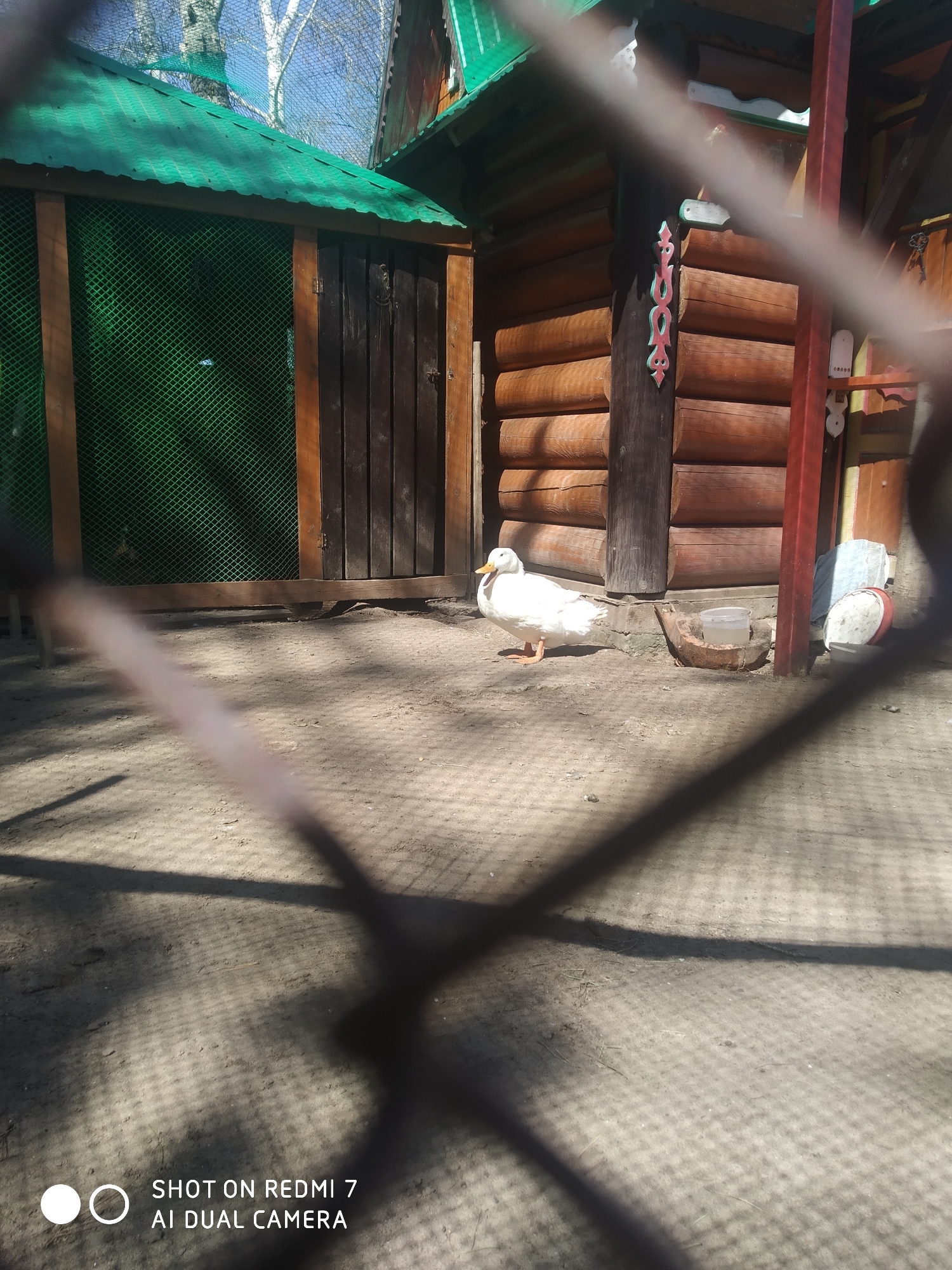 The image shows a white duck standing on a dirt ground near a log cabin-style building. The building has a green roof and a green wire-mesh enclosure attached to one side. Next to the log cabin is a wooden post decorated with red and white motifs. A partial view of a wire fence obstructs the foreground. A water dish and other items are visible near the duck. The camera watermark indicates the photo was taken on a Redmi 7 AI Dual Camera. It is presumed to be located in Chaikovsky, Russia, based on the prompt.