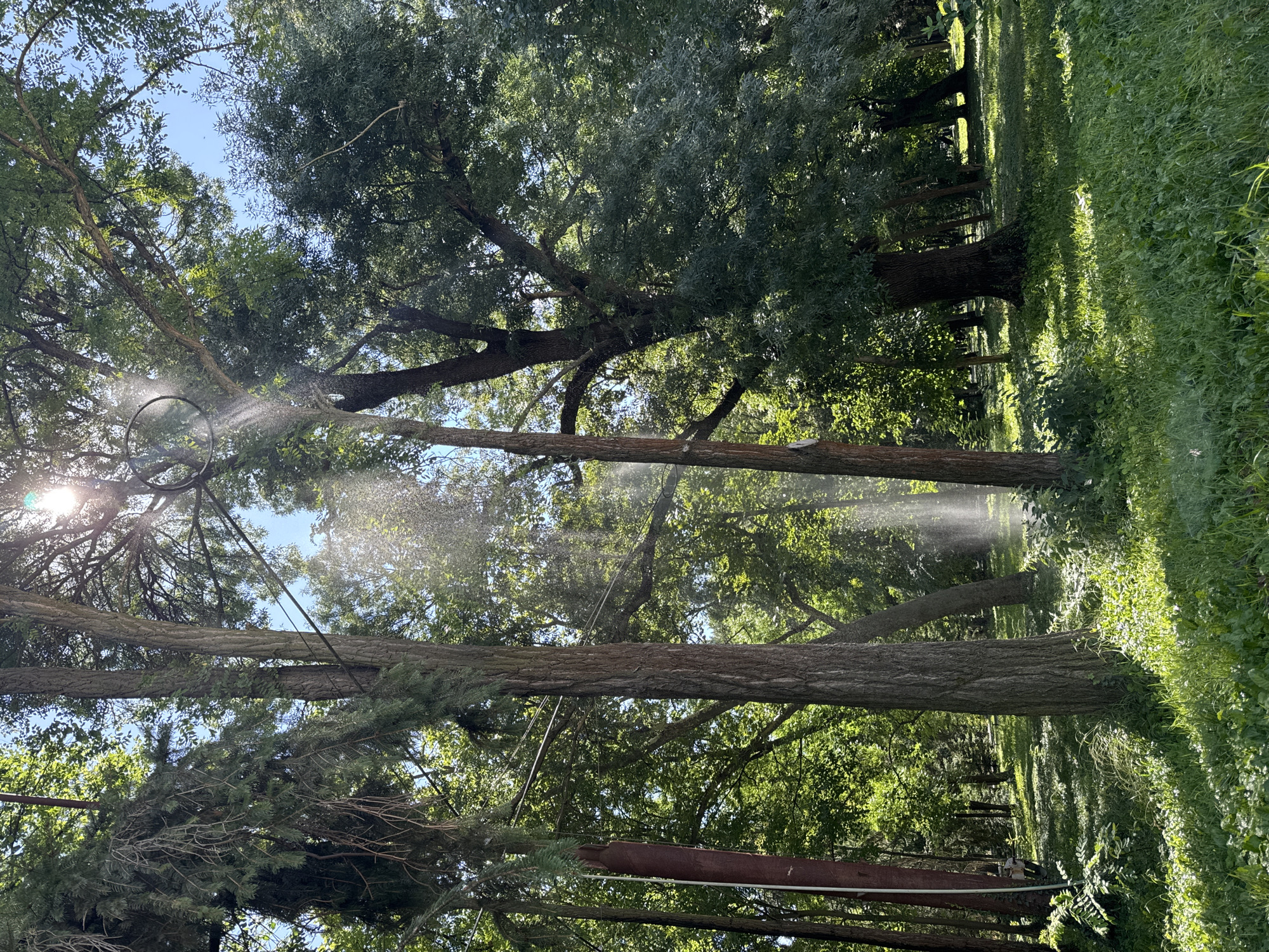This is a photograph taken in Yambol, Bulgaria, likely within a park or wooded area. The image shows a dense collection of trees with dappled sunlight filtering through the leaves. A spray of water is visible, creating a shimmering effect in the air, suggesting that a sprinkler system might be in operation or that water is being misted from above. The ground is covered with lush green grass and some foliage. The lighting indicates it is daytime, with the sun high in the sky. There are no people or animals clearly visible in the frame. The overall scene depicts a serene, natural environment.