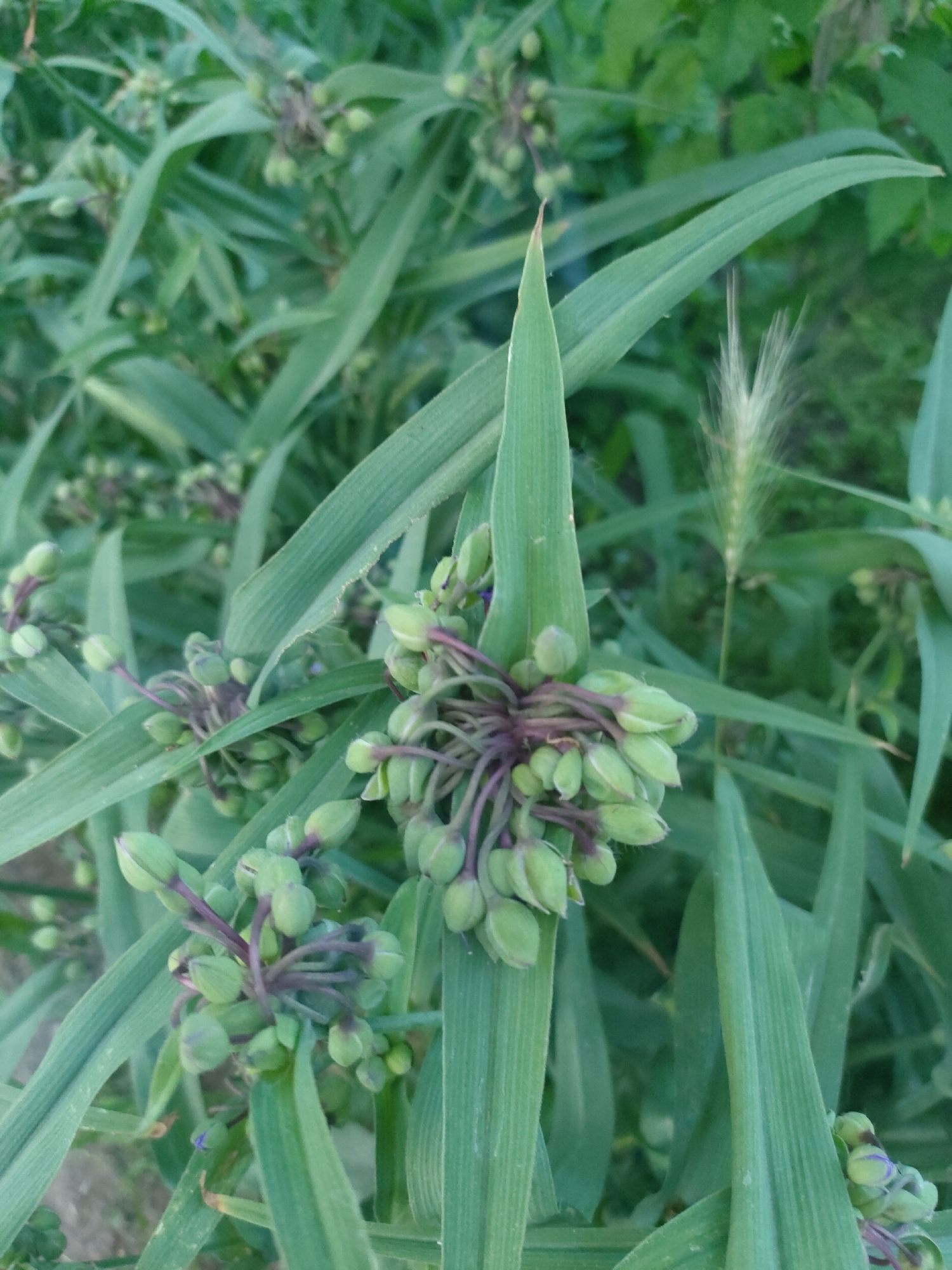 A close-up, high-angle shot shows a cluster of green flower buds with purplish stems, surrounded by long, green grass-like leaves. The buds are tightly packed, with some individual buds showing slight purple tips. In the background, a blurry, feathery stalk of dried grass rises above the foliage. The lighting suggests an outdoor, natural setting, likely in daylight. The image is focused on the plant life, with no people or man-made structures visible. The location is unknown.