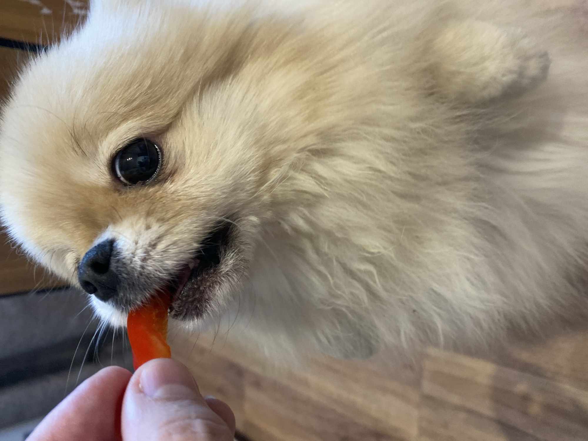 A close-up, high-angle shot captures a small, cream-colored fluffy dog, likely a Pomeranian, eating a piece of orange-red food. The dog is positioned towards the left of the frame, with its head and mouth open, engaged with the food item. A human hand, with visible fingers, holds the food, offering it to the dog. The dog's left eye is prominently featured, appearing dark and round with subtle reflections. Its dark nose and part of its mouth are visible as it takes the treat. The dog's fur is dense and light-colored, showing texture and varying shades. The background is mostly out of focus, consisting of light, warm tones that suggest an indoor setting, with a hint of a wooden floor visible towards the bottom right. There is no visible text. The scene depicts a gentle feeding interaction, taking place in Krasnodar, Russia.