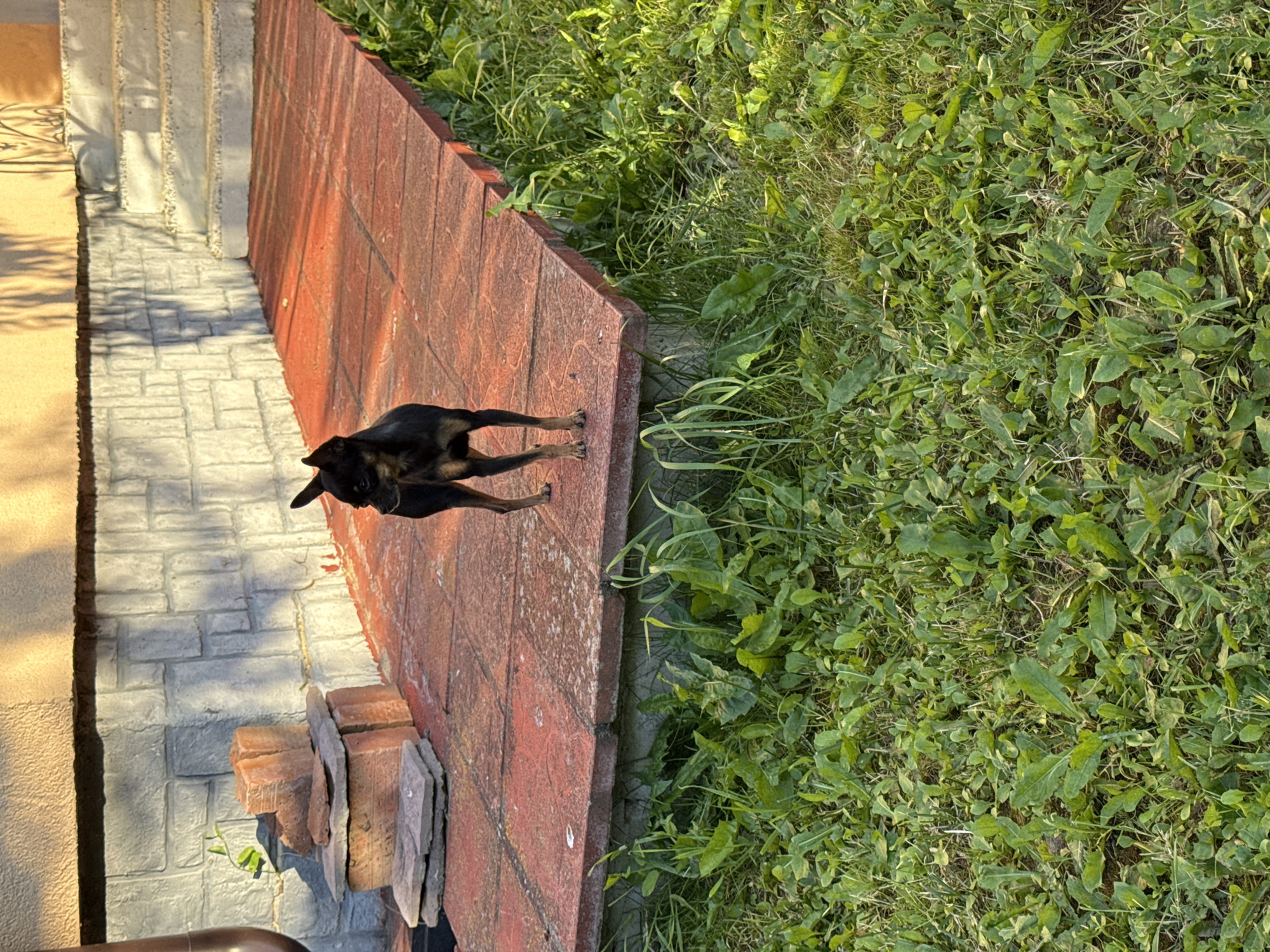 A small, black and tan toy dog stands on a red tiled patio in front of a building in Russko-Vysotskoe, Russia. The dog is facing to the left and looking slightly away from the camera. The patio is bordered by a concrete foundation and surrounded by green grass and weeds. In the background, the building's wall is made of textured gray stone blocks, and a downspout is visible on the left side. A stack of bricks and flat stones sits near the wall. Sunlight casts shadows on the building and patio. The scene appears to be a residential outdoor area.