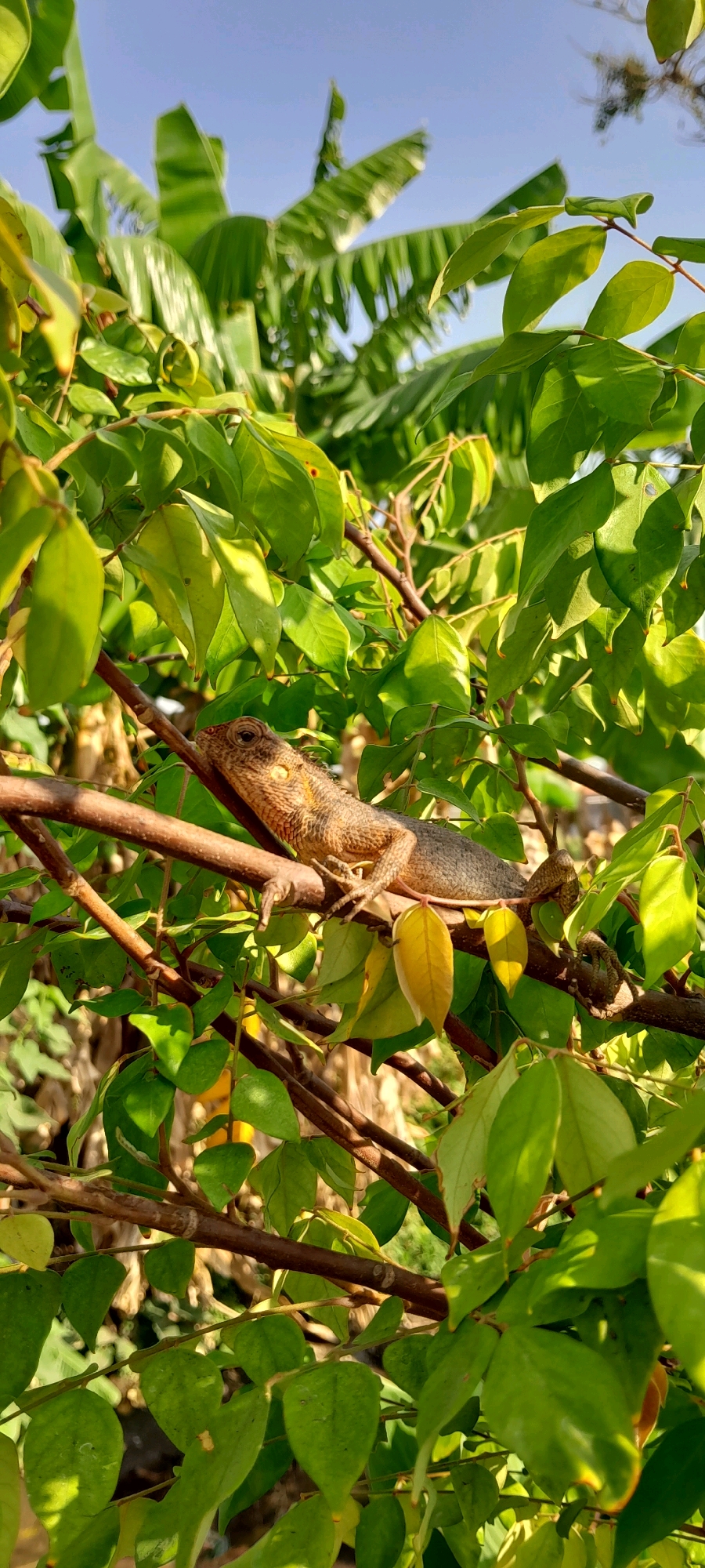In Tambakrejo, Indonesia, a garden scene unfolds under a clear blue sky, bathed in the warm glow of sunlight. A chameleon, its scales a mosaic of earthy browns and oranges, rests on a branch amidst a lush canopy of vibrant green leaves. The chameleon, positioned mid-frame, faces right, its watchful eye scanning its surroundings. Banana leaves, large and broad, form a verdant backdrop, their textures softened by the sunlight filtering through. The scene, captured in a vertical frame, evokes a sense of tranquility and the quiet beauty of nature.