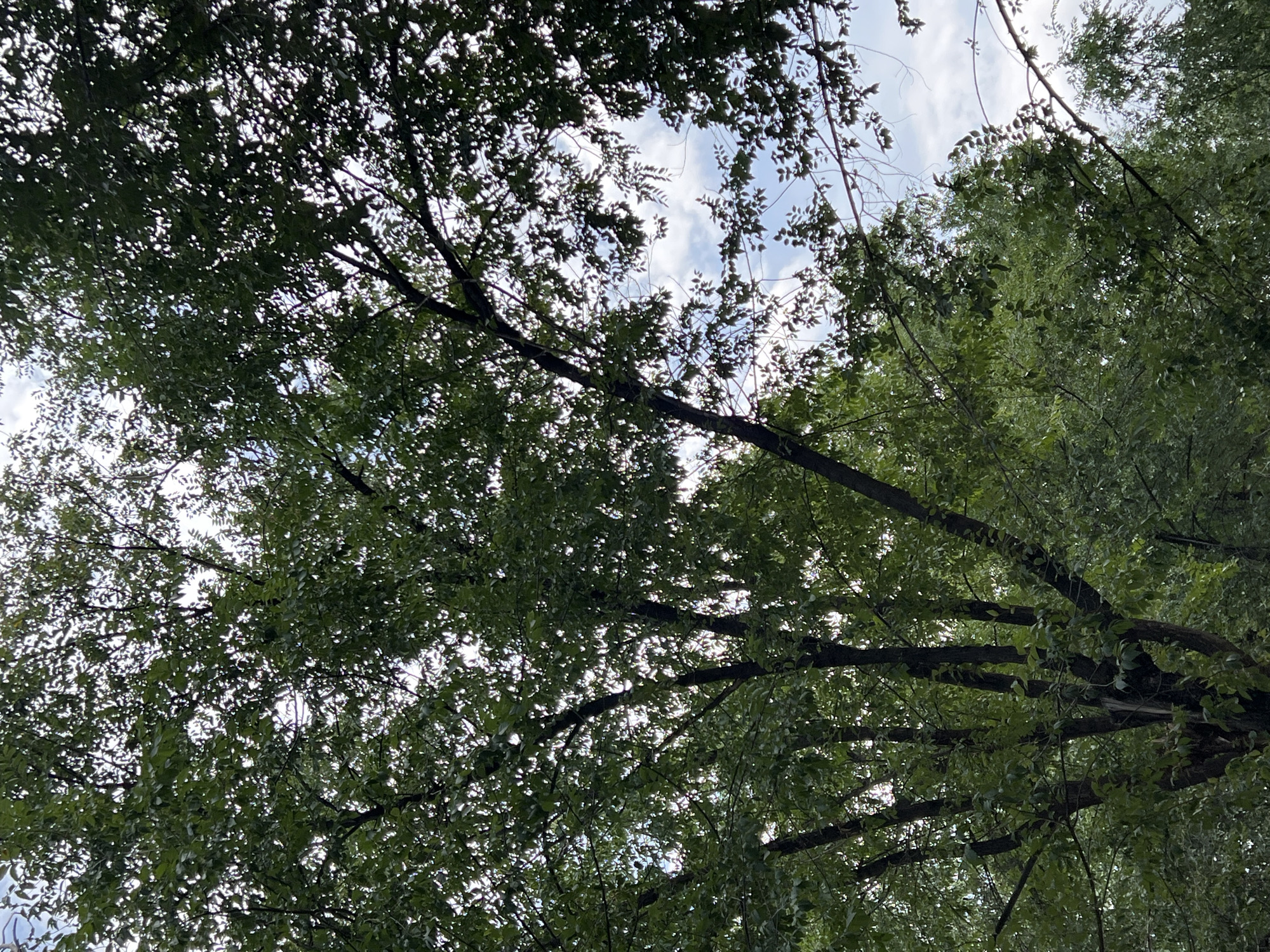 A low-angle shot captures the dense, green foliage of a tree canopy against a bright, overcast sky. Sunlight filters through the leaves, creating dappled patterns and highlighting the various shades of green. The branches of the tree are dark and sturdy, some extending outwards and upwards, interwoven with the leaves. The sky is a pale blue with streaks of white clouds. The image appears to be taken outdoors, possibly in a park or a residential area, given the abundance of greenery. There are no people, animals, or structures visible in the frame. The scene is peaceful and natural.