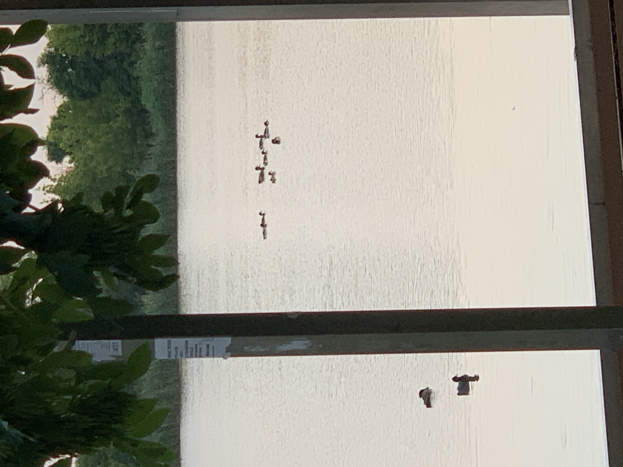 The image shows a body of water with a group of ducks swimming. The water appears calm with a slight ripple. In the foreground, a dark pole stands vertically, partially obscuring the view of the water and the ducks. Leaves from a tree hang over the top left of the image. In the background, a dense line of green trees and vegetation forms the shoreline. The sky above the trees is a light, muted color, suggesting it might be dawn or dusk. There are no people visible in the image. The overall scene is natural and serene.
